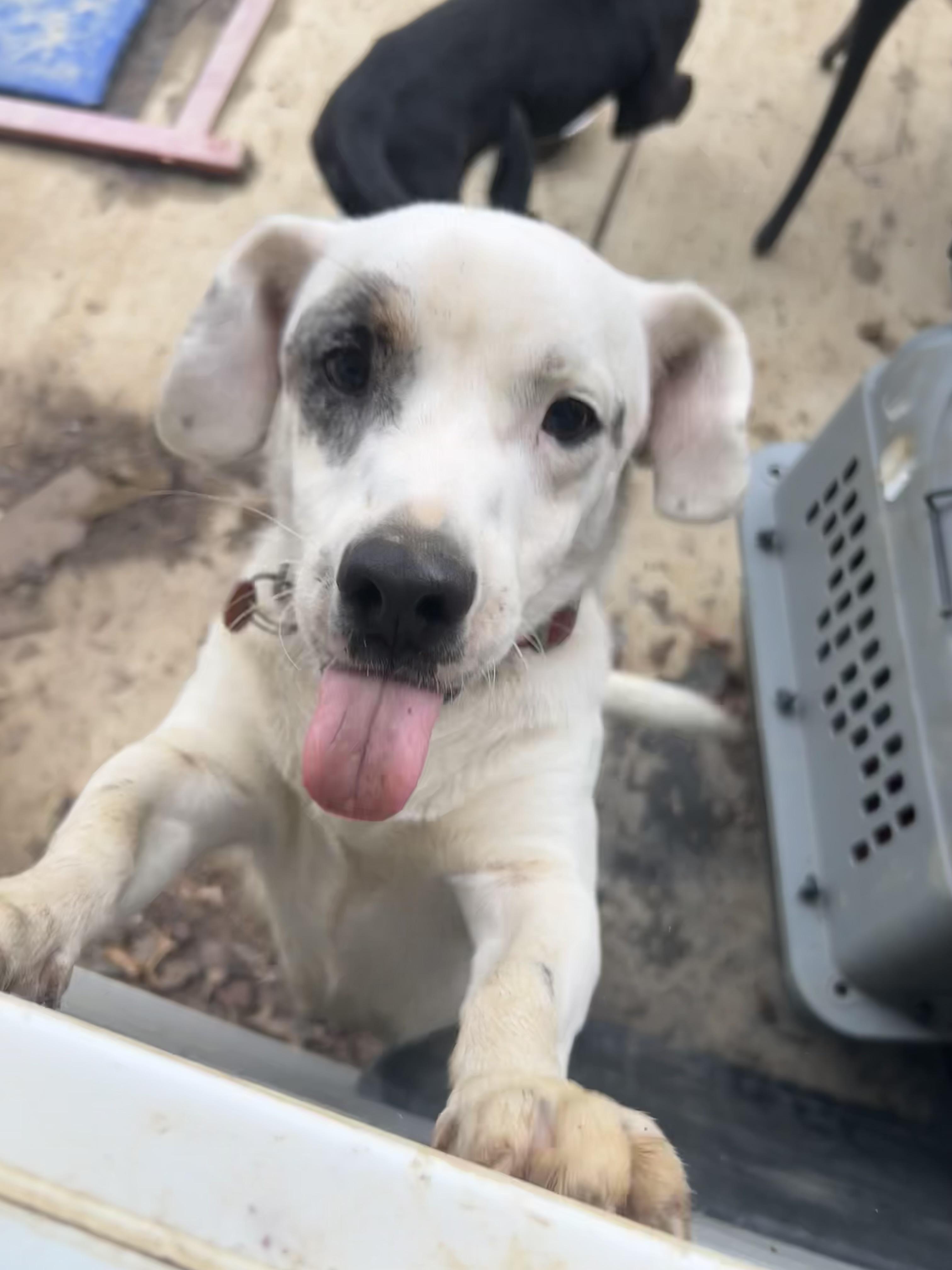 Enlarge Rudy, an adopted mixed breed in Alexandria, VA image 2/6
