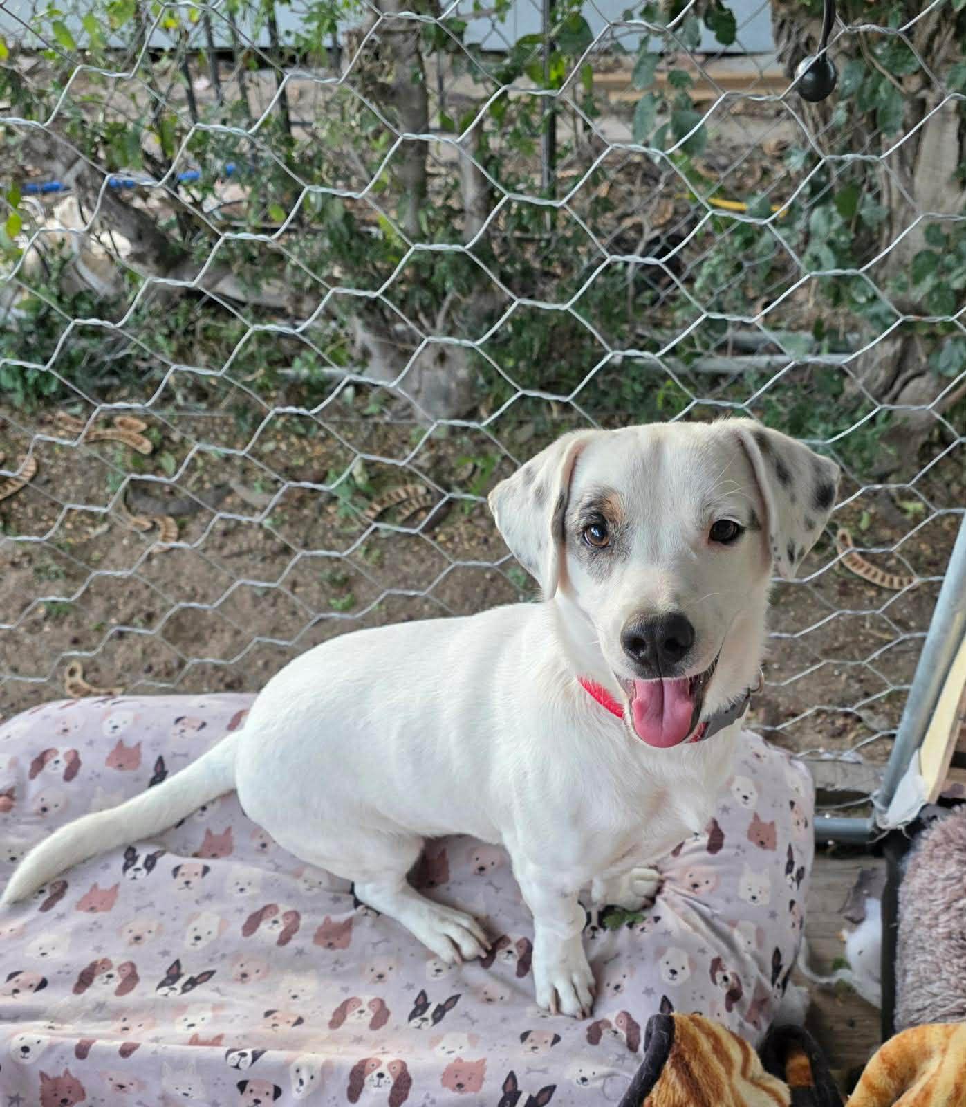 Enlarge Rudy, an adopted mixed breed in Alexandria, VA image 3/6