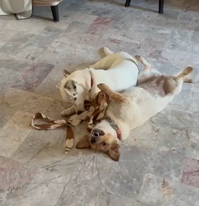 Enlarge Rudy, an adopted mixed breed in Alexandria, VA video 5/6