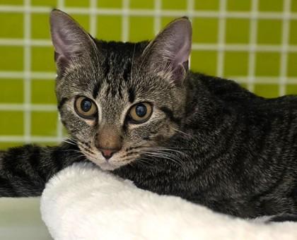 Enlarge Jam, an adoptable mixed breed in New York, NY image 3/6