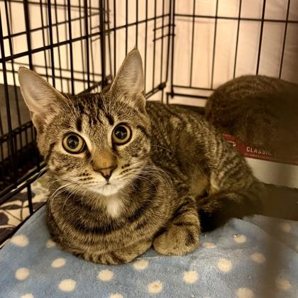 Jam, adopted, Kitten Female Domestic Short Hair.