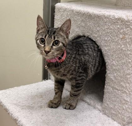 Enlarge Jam, an adoptable mixed breed in New York, NY image 4/6