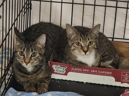 Enlarge Jam, an adoptable mixed breed in New York, NY image 6/6