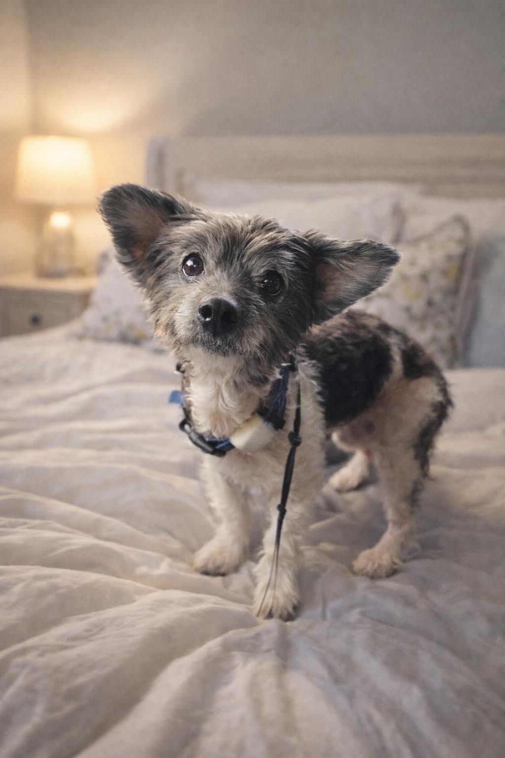 Enlarge Moxie, an adopted mixed breed in Keizer, OR image 1/1