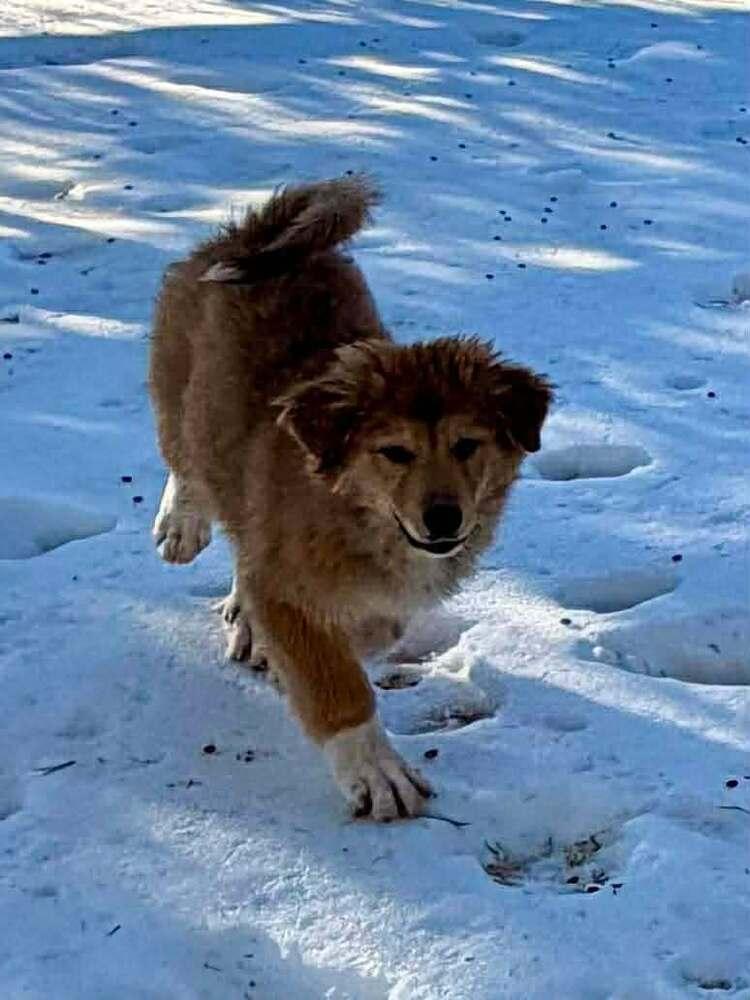 Judy Haynes, Adoptable, Puppy Female Great Pyrenees & Bernese Mountain Dog.