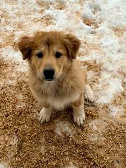 Enlarge Judy Haynes, a Adoptable mixed breed in Troy, VA image 3/6