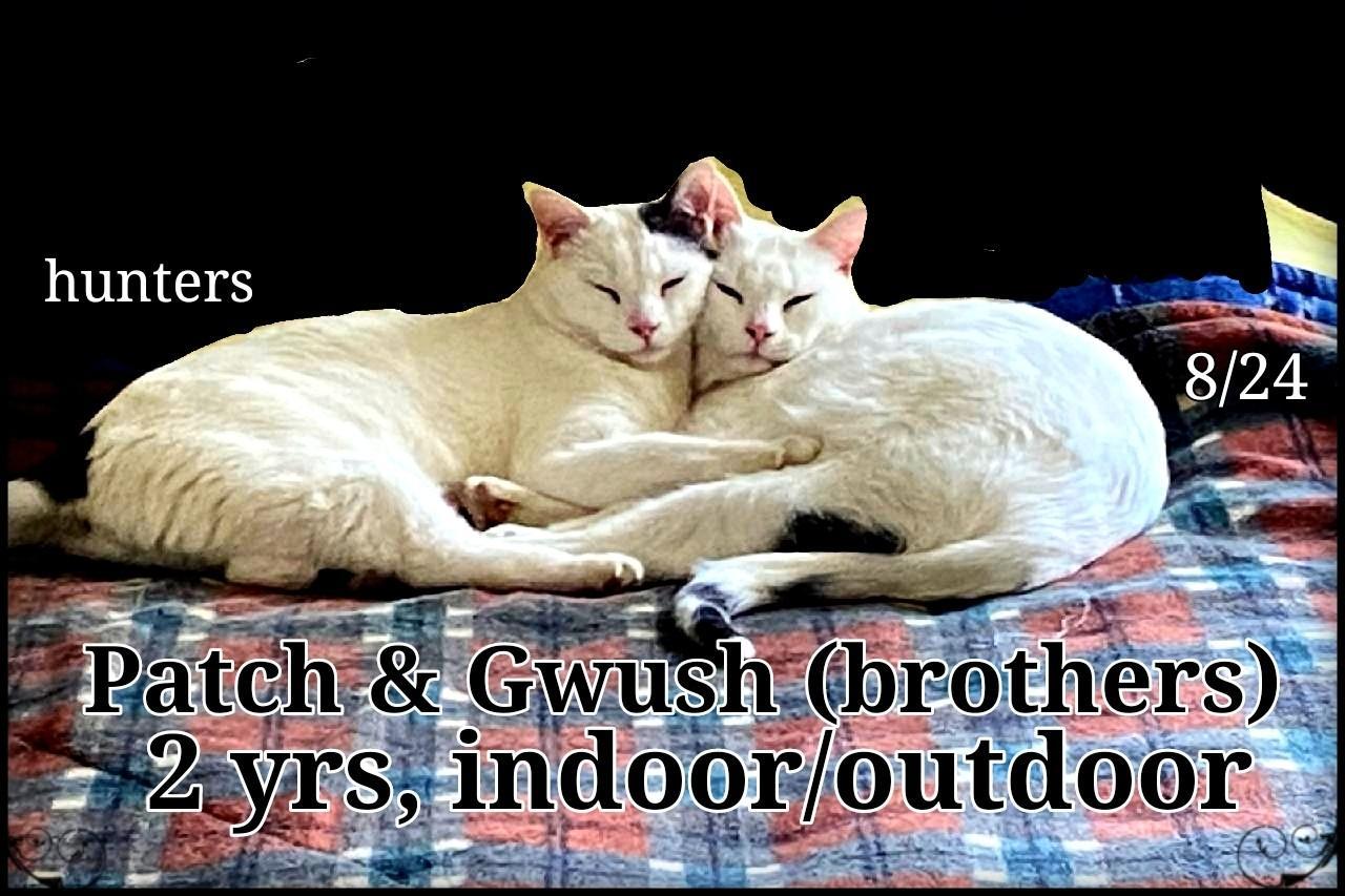 Enlarge Patch and Gwush, a Adoptable mixed breed in Staunton, VA image 1/3