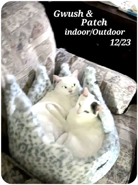 Enlarge Patch and Gwush, a Adoptable mixed breed in Staunton, VA image 2/3