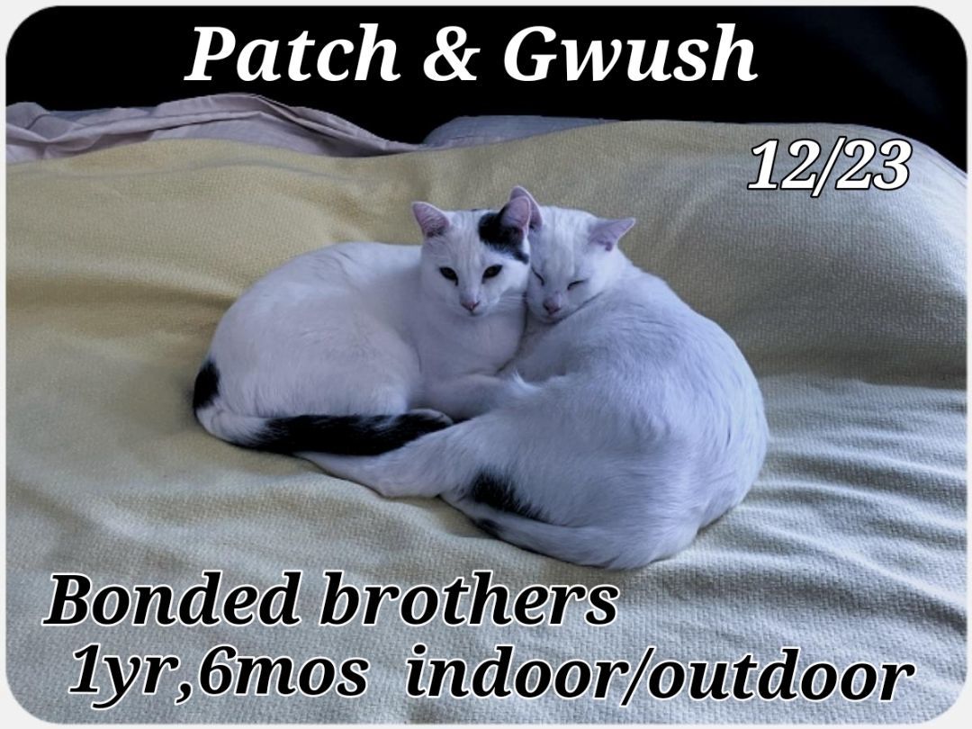 Patch And Gwush thumbnail 3