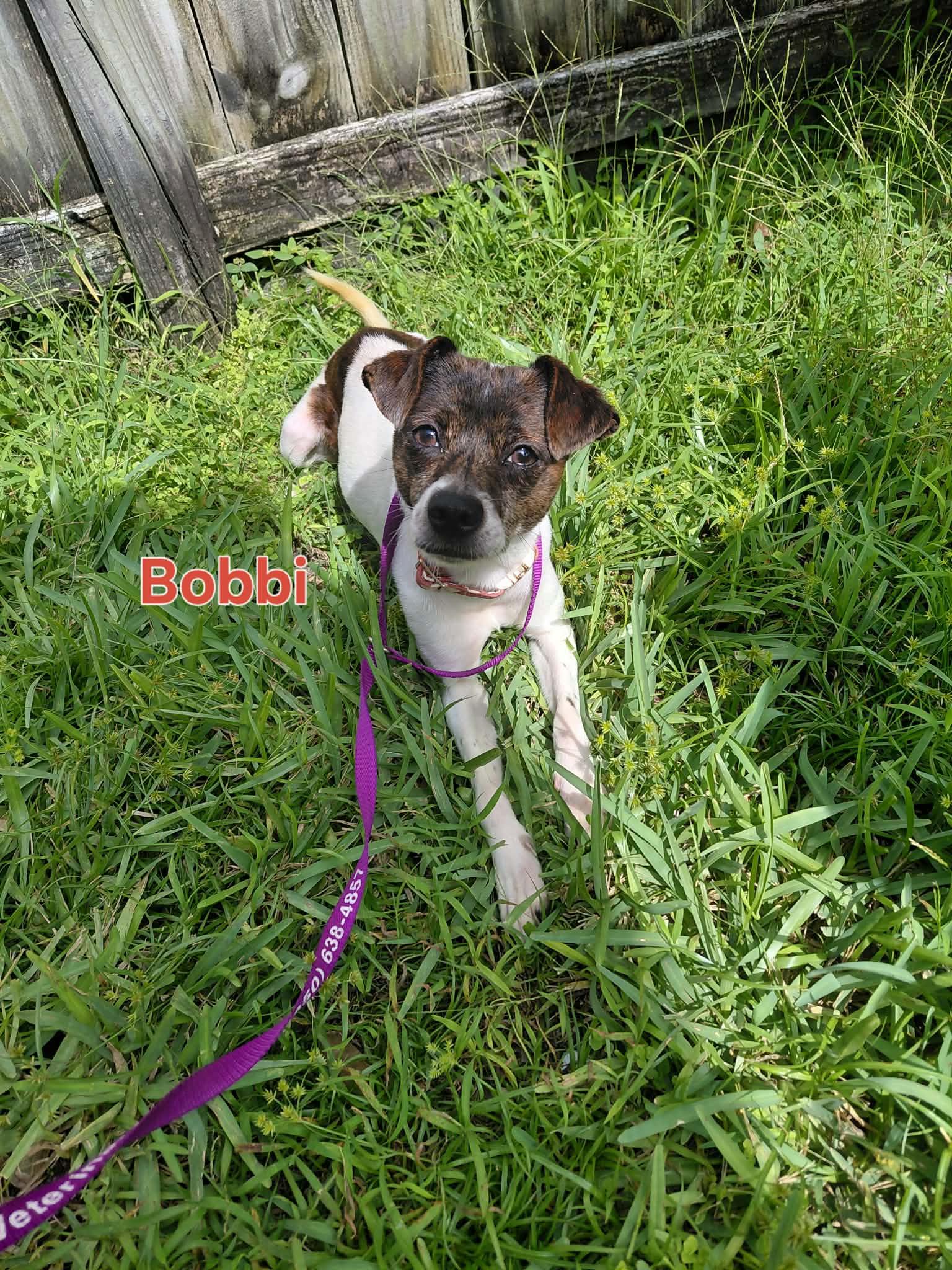 Bobbi Browne, ADOPTABLE, Young Female Rat Terrier.