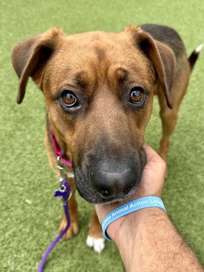 Baby, Adoptable, Adult Male Mixed Breed & Mixed Breed.