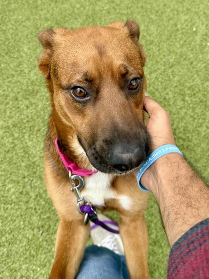 Baby, a Adoptable mixed breed in Wichita, KS image 2/3