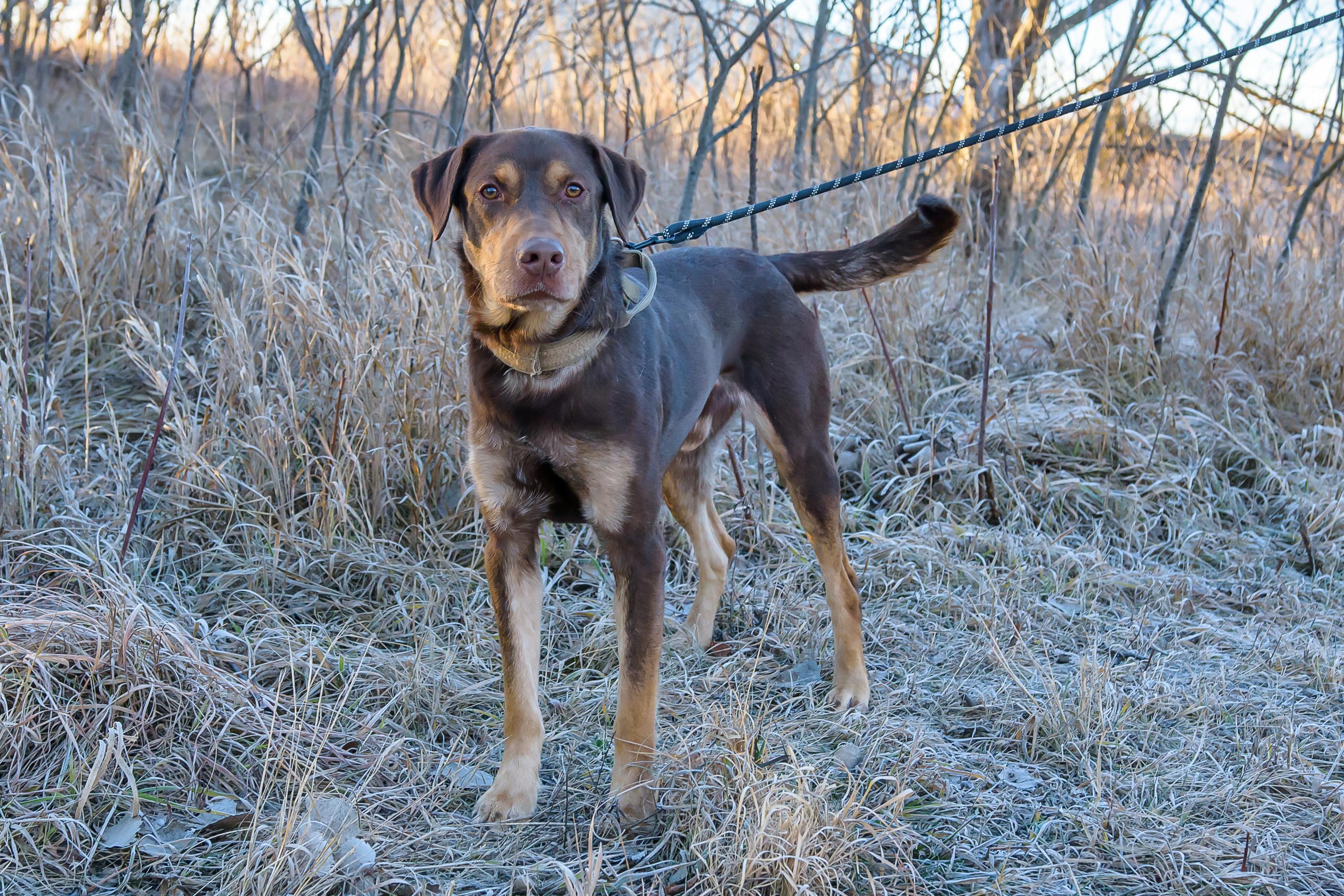 Enlarge Peanut , a ADOPTABLE mixed breed in Blair, NE image 3/5