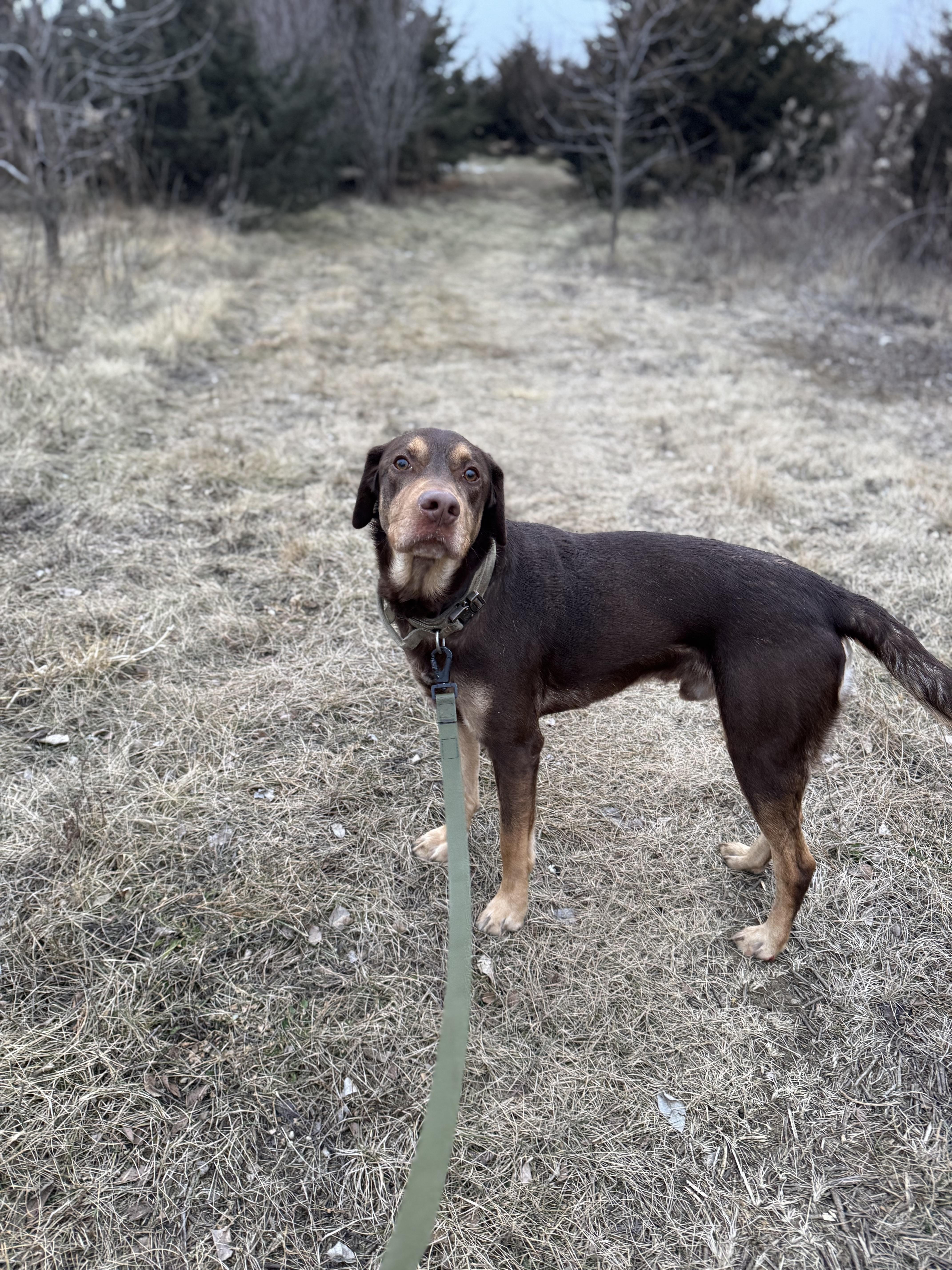 Enlarge Peanut , a ADOPTABLE mixed breed in Blair, NE image 5/5
