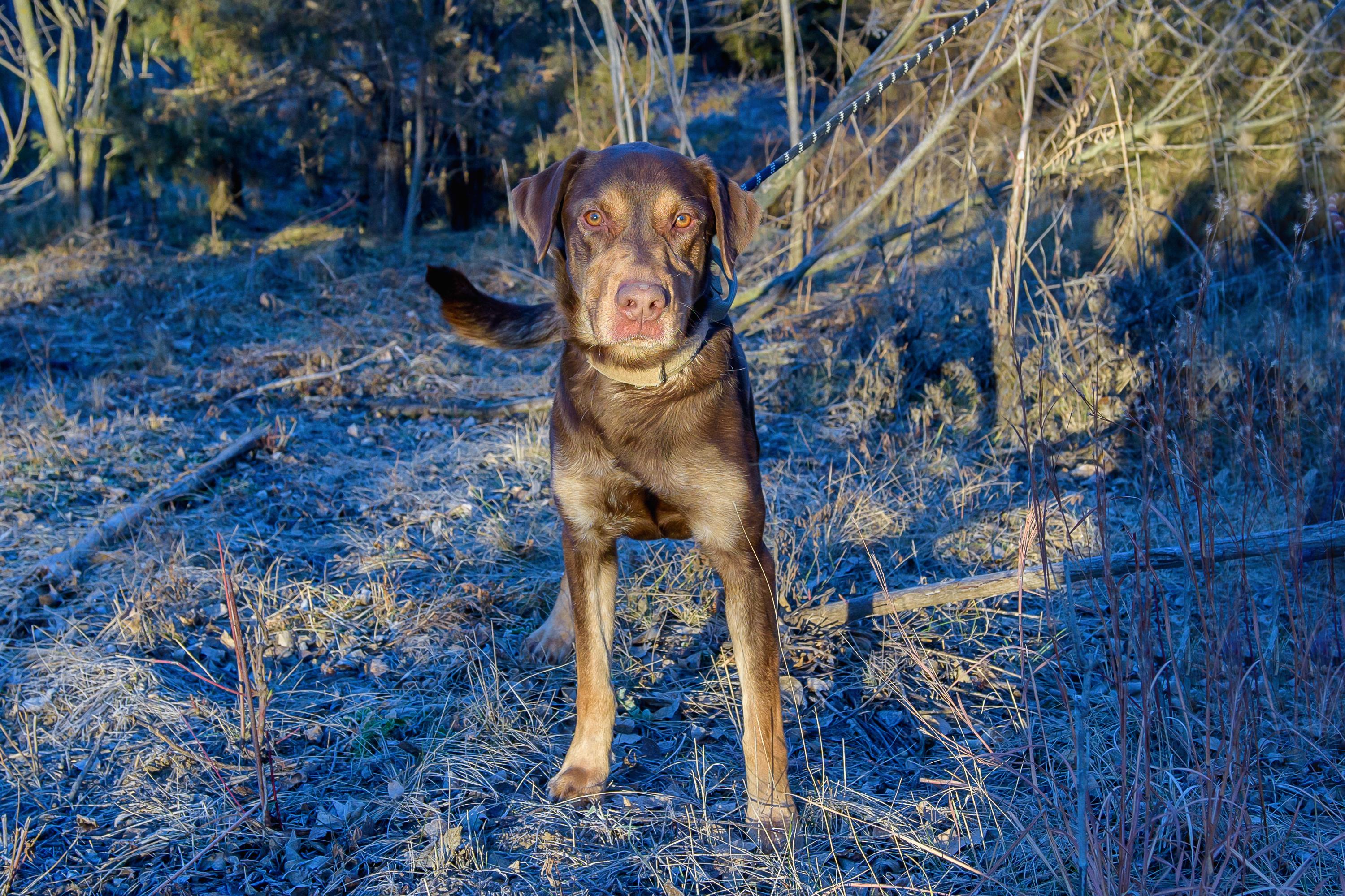 Enlarge Peanut , a ADOPTABLE mixed breed in Blair, NE image 2/5
