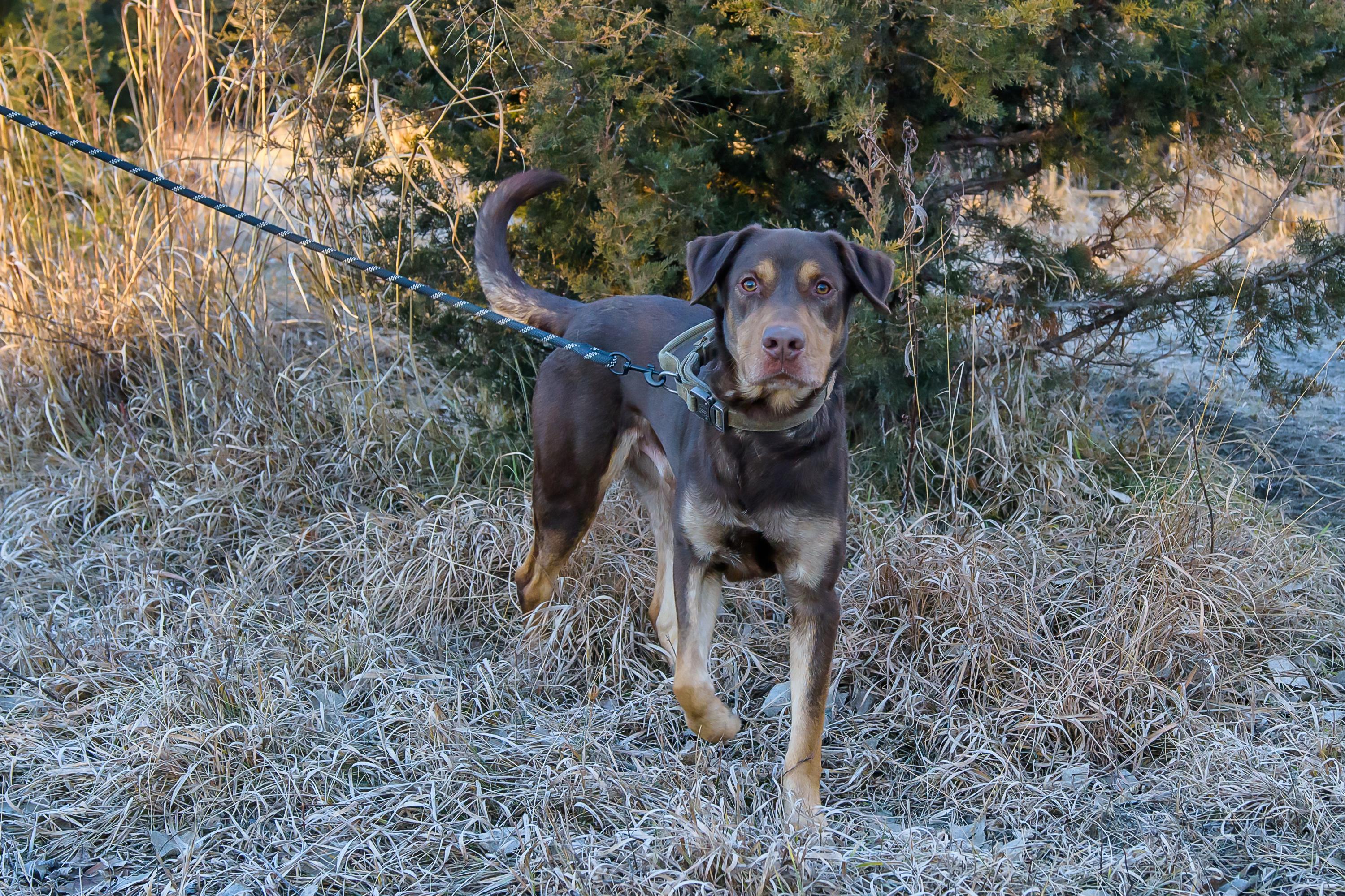 Enlarge Peanut , a ADOPTABLE mixed breed in Blair, NE image 1/5