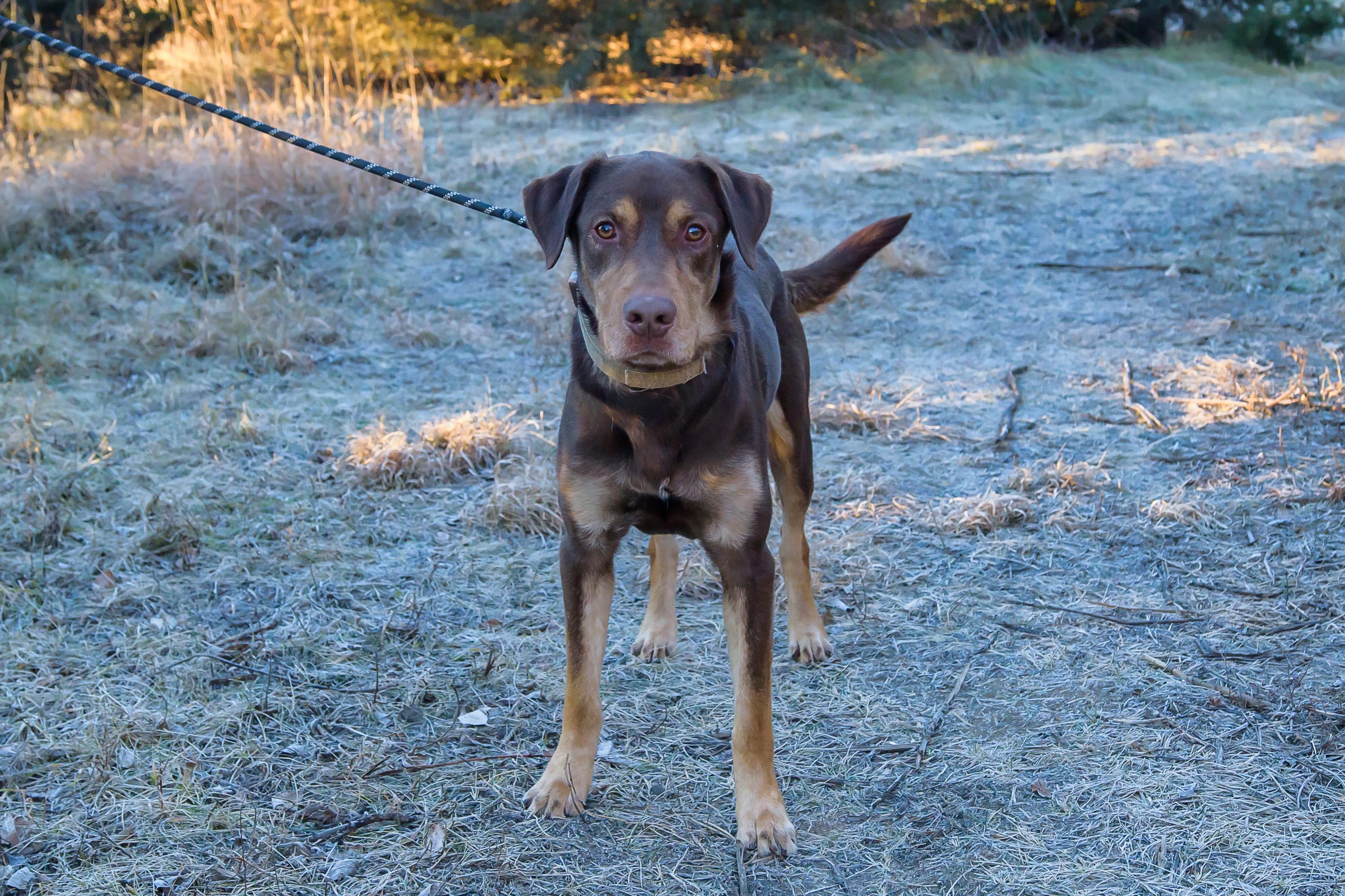 Enlarge Peanut , a ADOPTABLE mixed breed in Blair, NE image 4/5