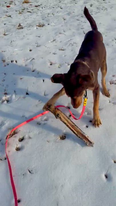 Enlarge Peanut , a ADOPTABLE mixed breed in Blair, NE video 5/5