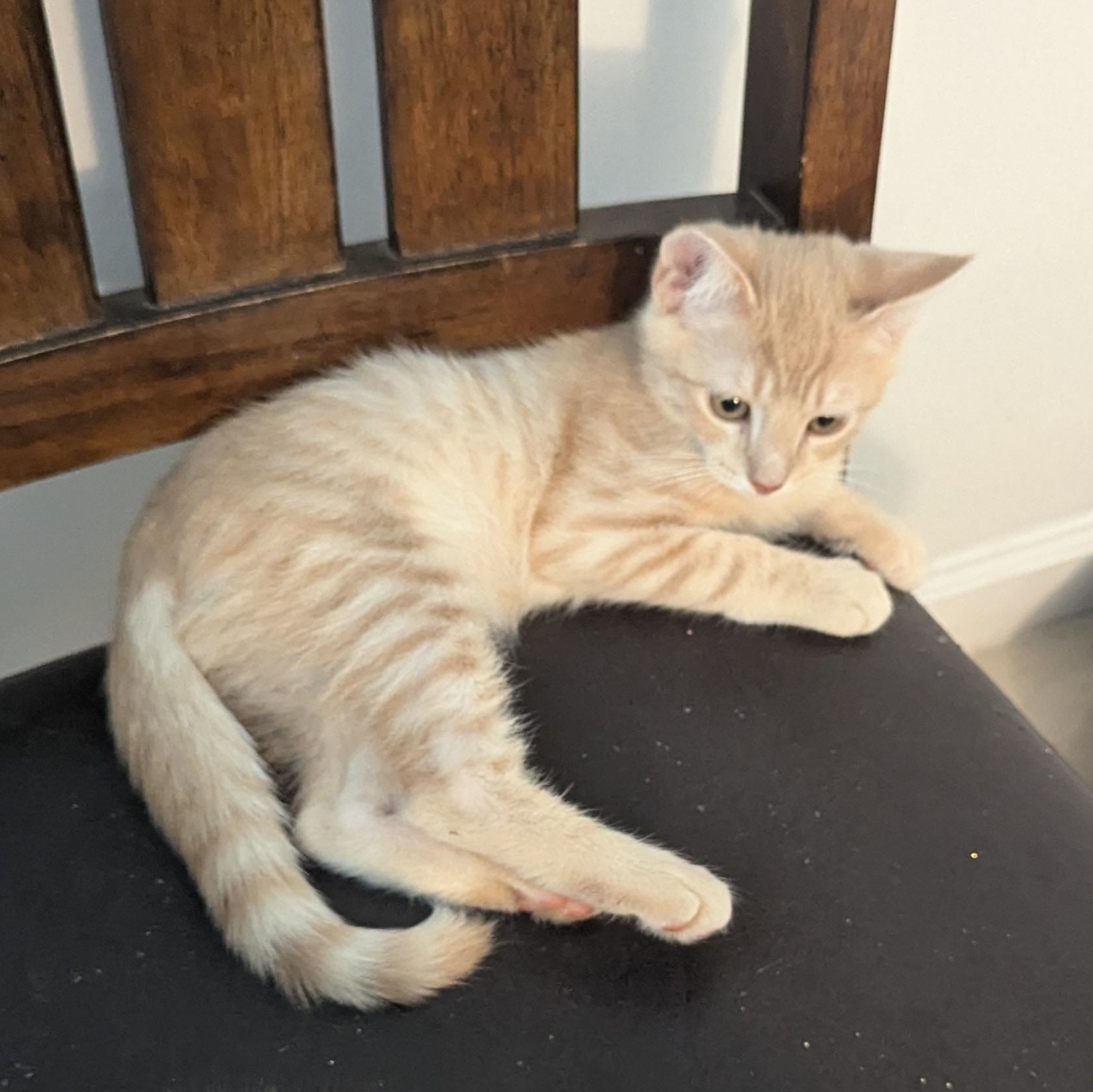 Enlarge Pete - Cream Male, a ADOPTABLE Domestic Short Hair in Haddon Heights, NJ image 4/4
