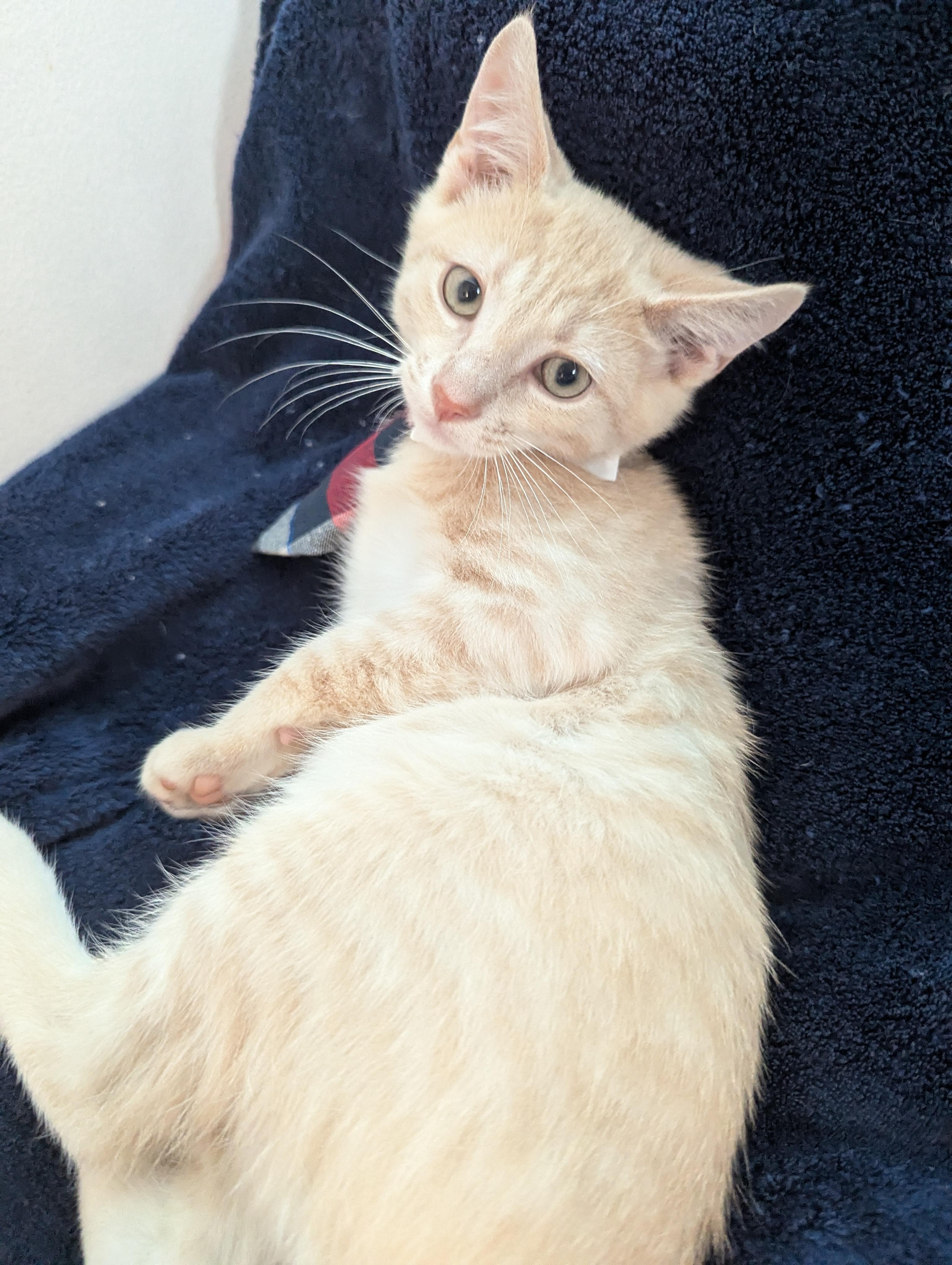 Enlarge Pete - Cream Male, a ADOPTABLE Domestic Short Hair in Haddon Heights, NJ image 2/4