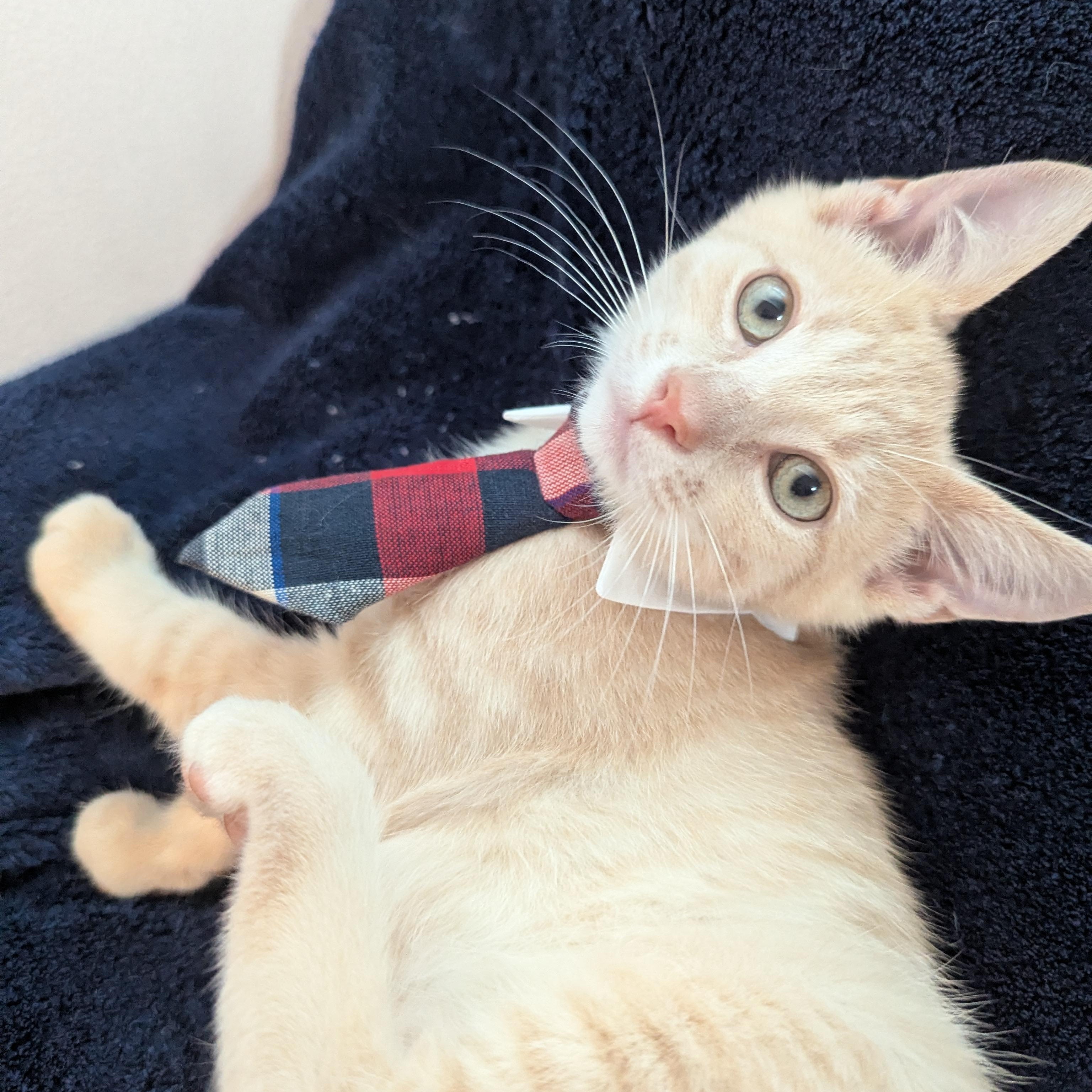 Pete - Cream Male, ADOPTABLE, Kitten Male Domestic Short Hair.