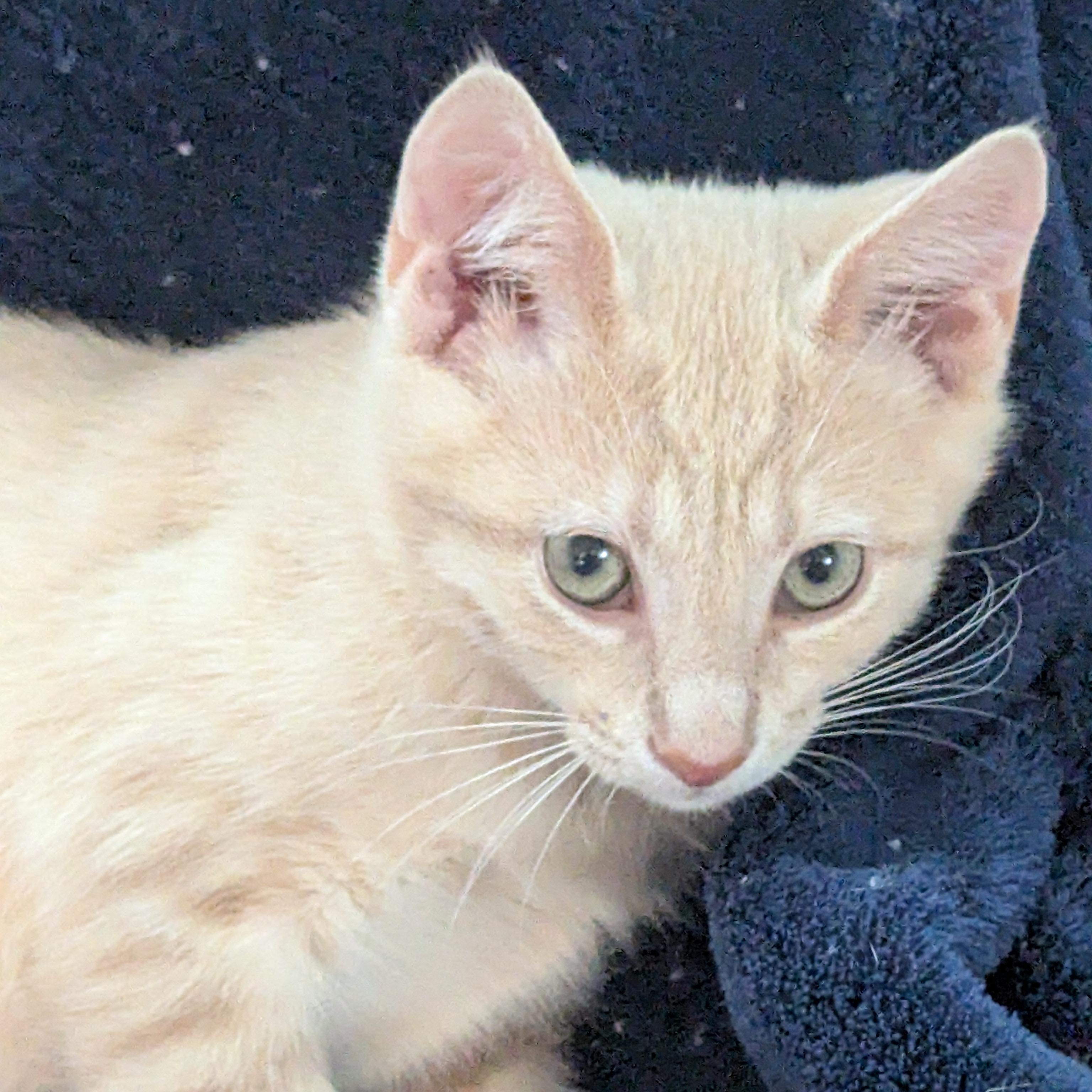 Enlarge Pete - Cream Male, a ADOPTABLE Domestic Short Hair in Haddon Heights, NJ image 3/4