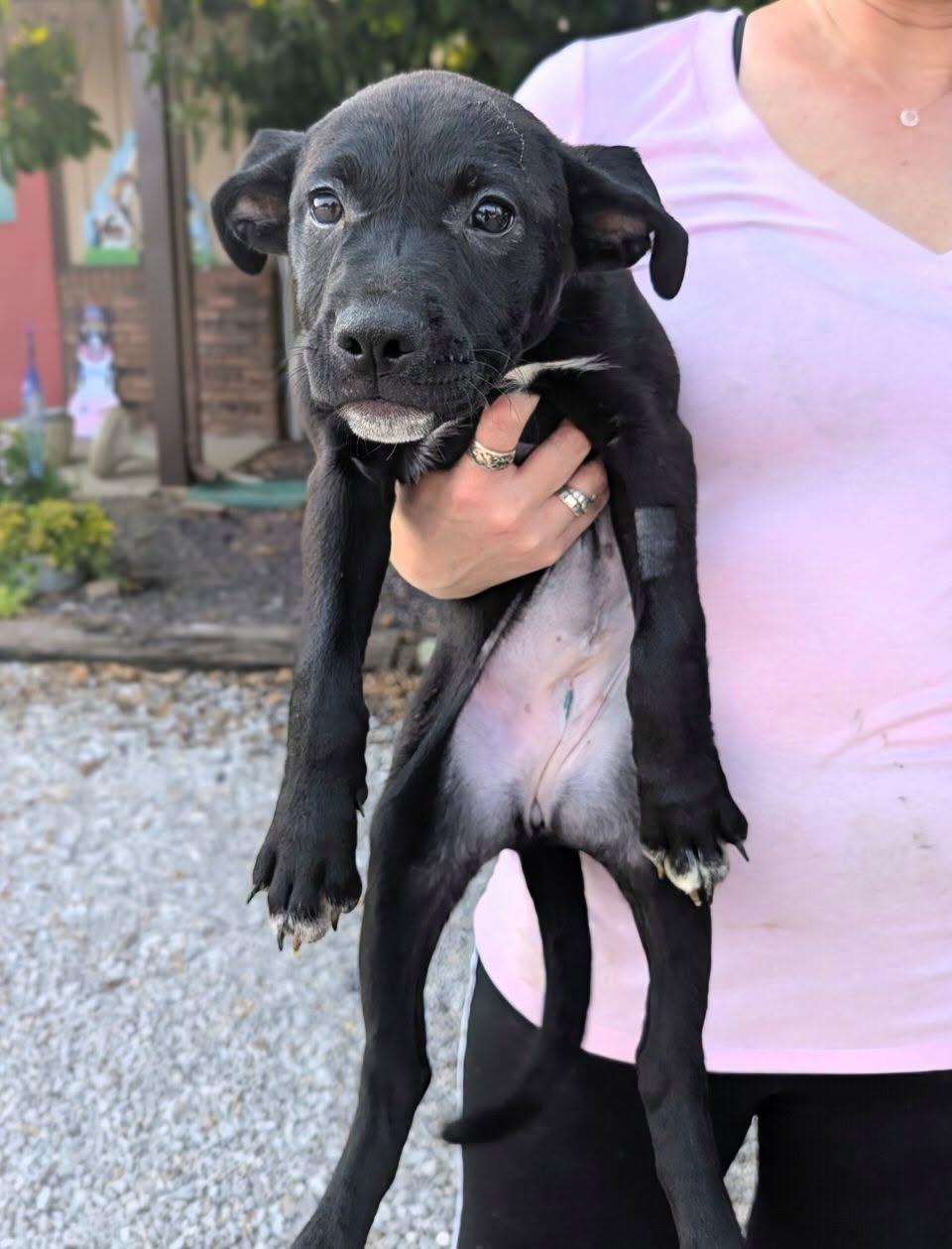 Enlarge Briair, a Adoptable mixed breed in Newburgh, IN image 1/1