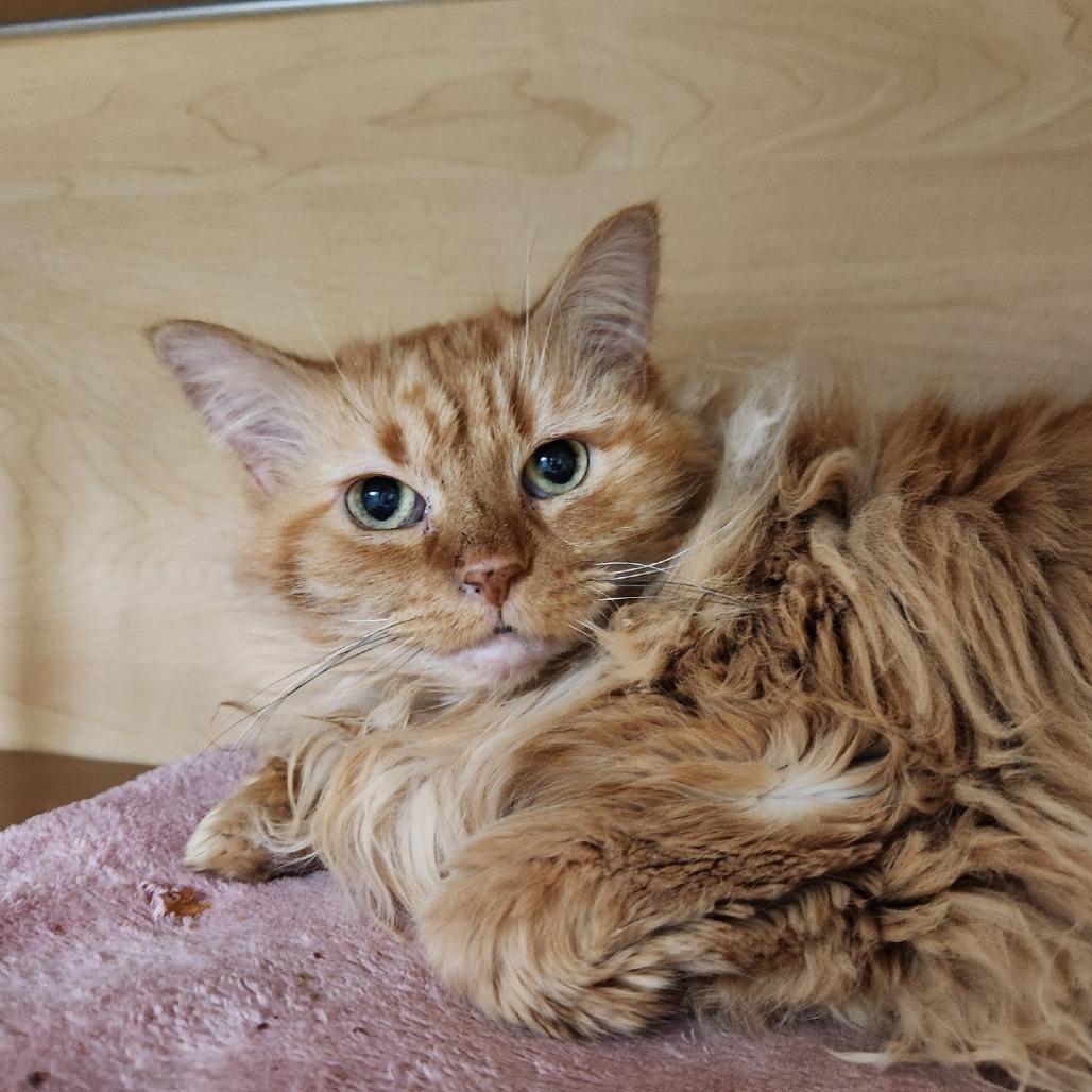 Katze, Adoptable, Senior Female Domestic Long Hair.