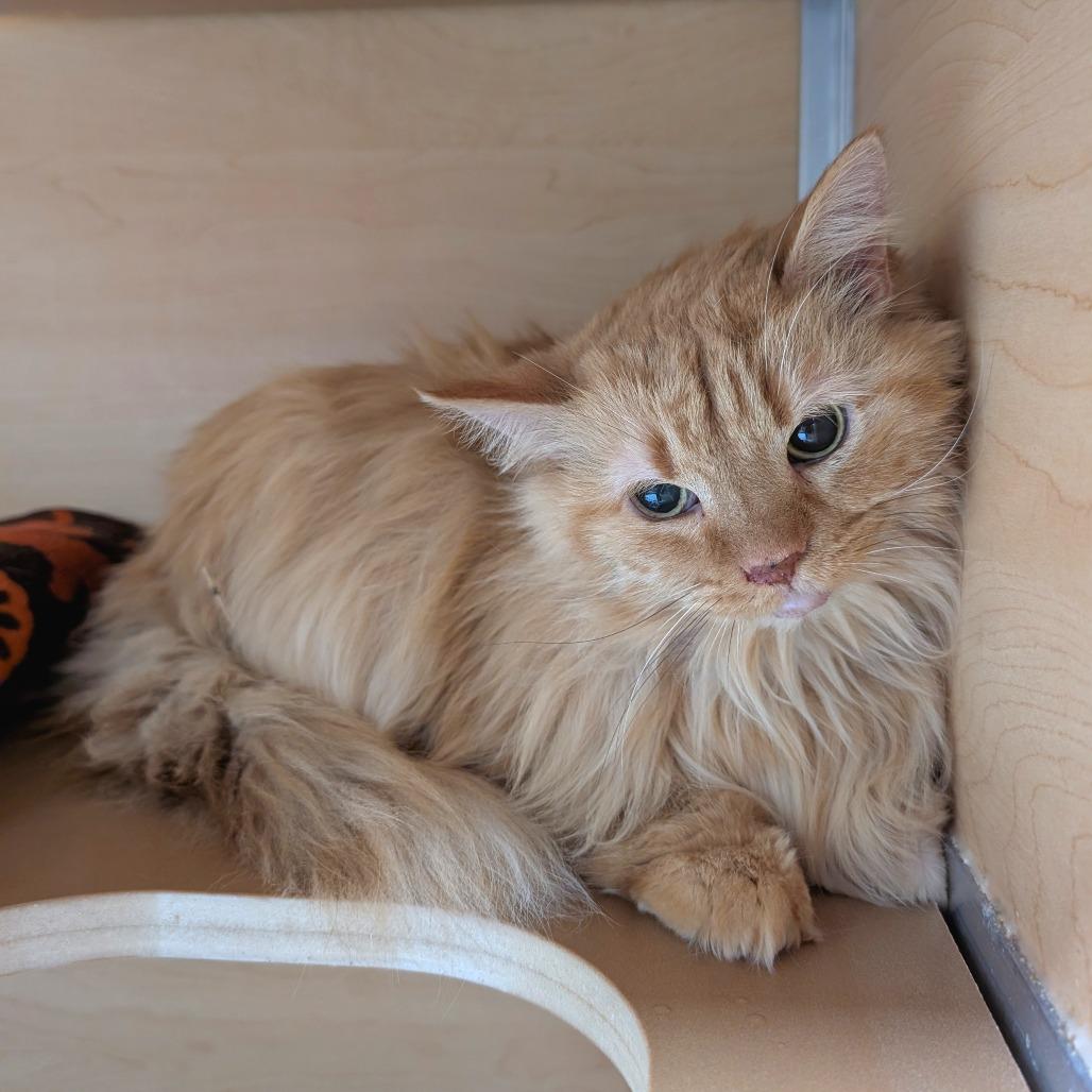 Enlarge Katze, a Adoptable Domestic Long Hair in Brookfield, WI image 1/1