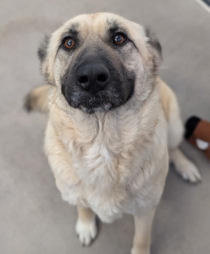 Enlarge Kelly*, a Adoptable mixed breed in El Paso, TX image 1/3