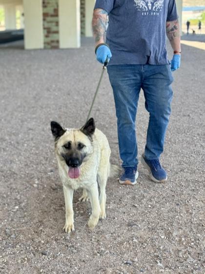 Enlarge Kelly*, a Adoptable mixed breed in El Paso, TX image 2/3