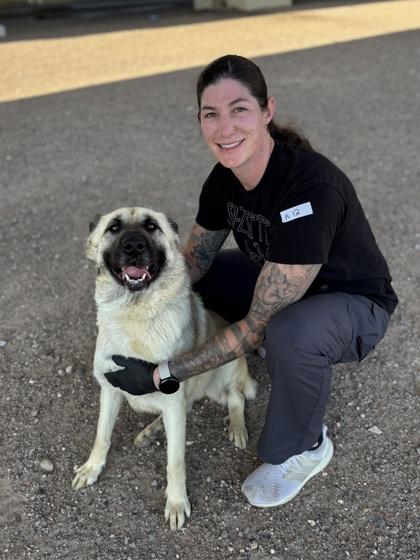 Enlarge Kelly*, a Adoptable mixed breed in El Paso, TX image 3/3