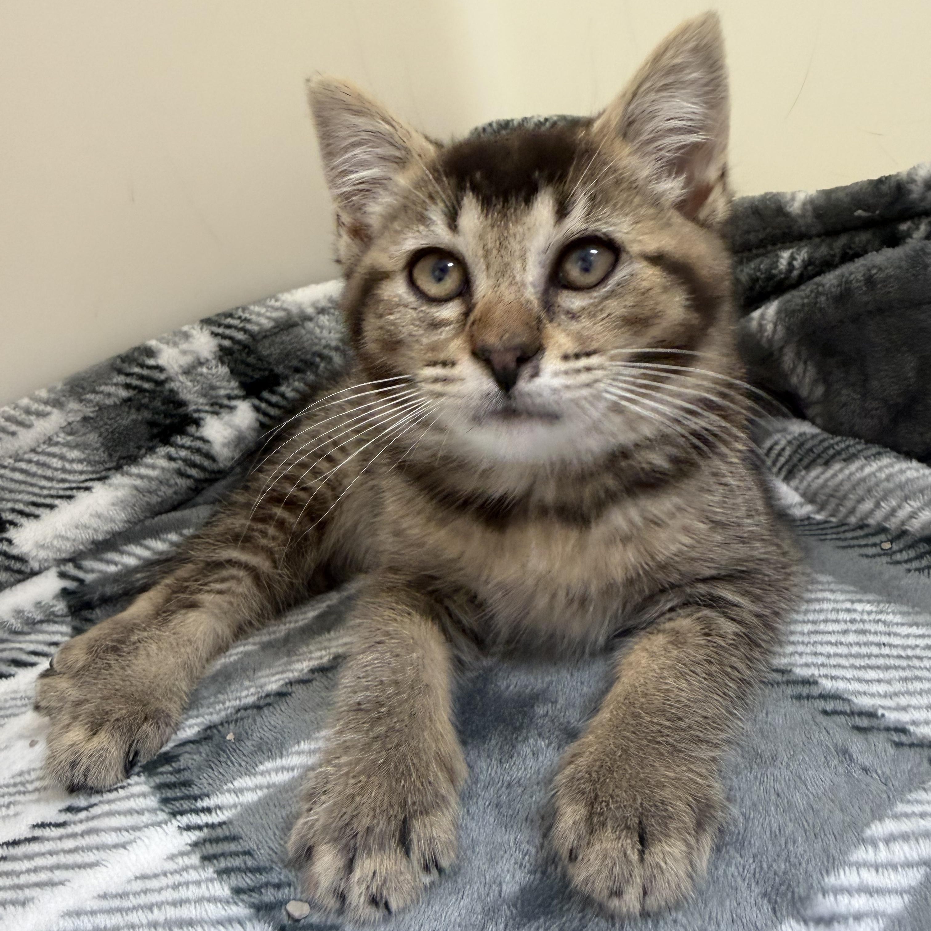 Eliza, ADOPTABLE, Kitten Female Domestic Short Hair.