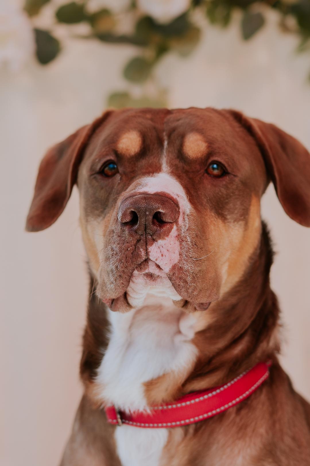Jeter, Adoptable, Adult Male American Staffordshire Terrier.