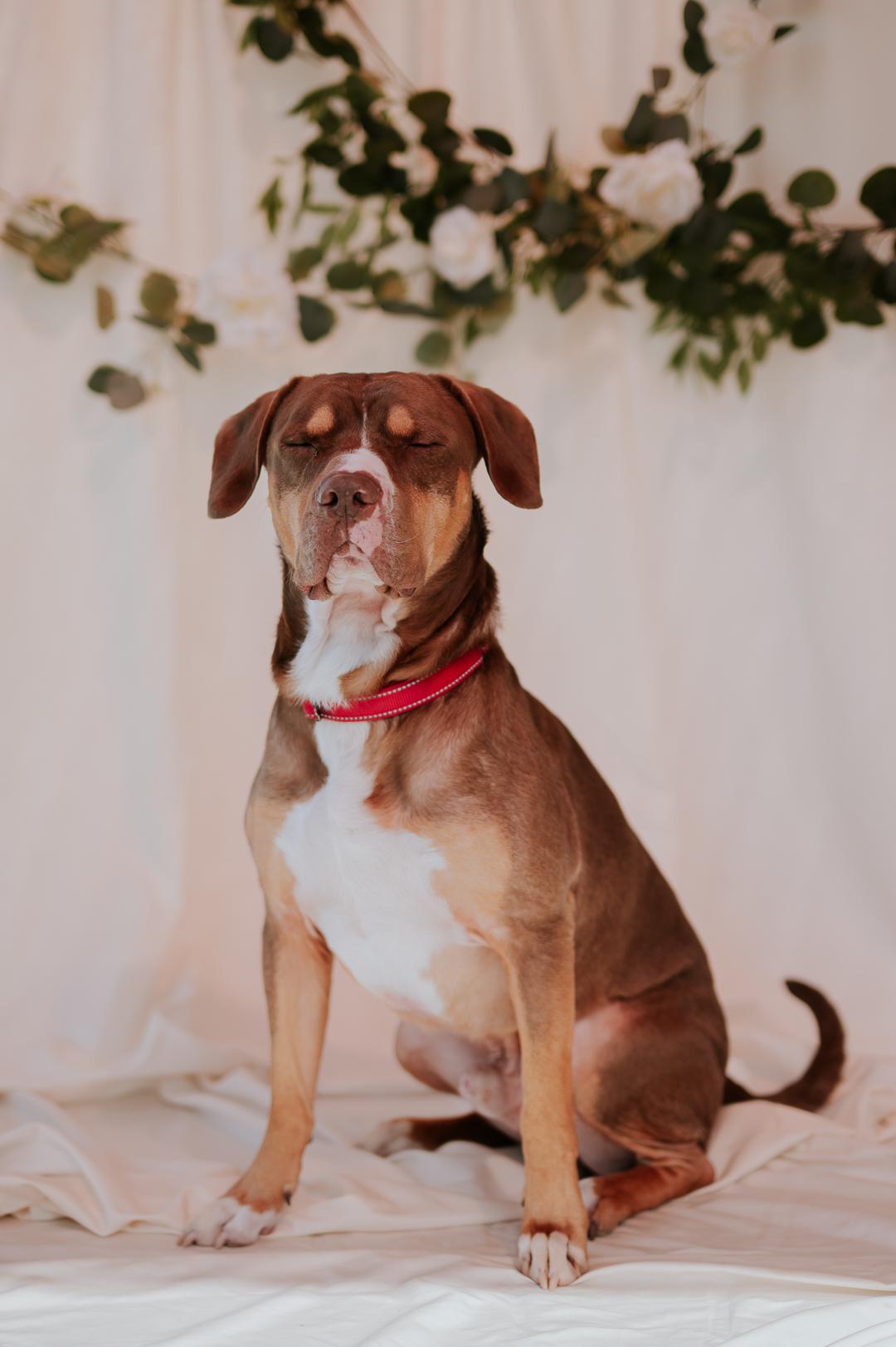 Enlarge Jeter, a Adoptable American Staffordshire Terrier in Marietta, GA image 2/4