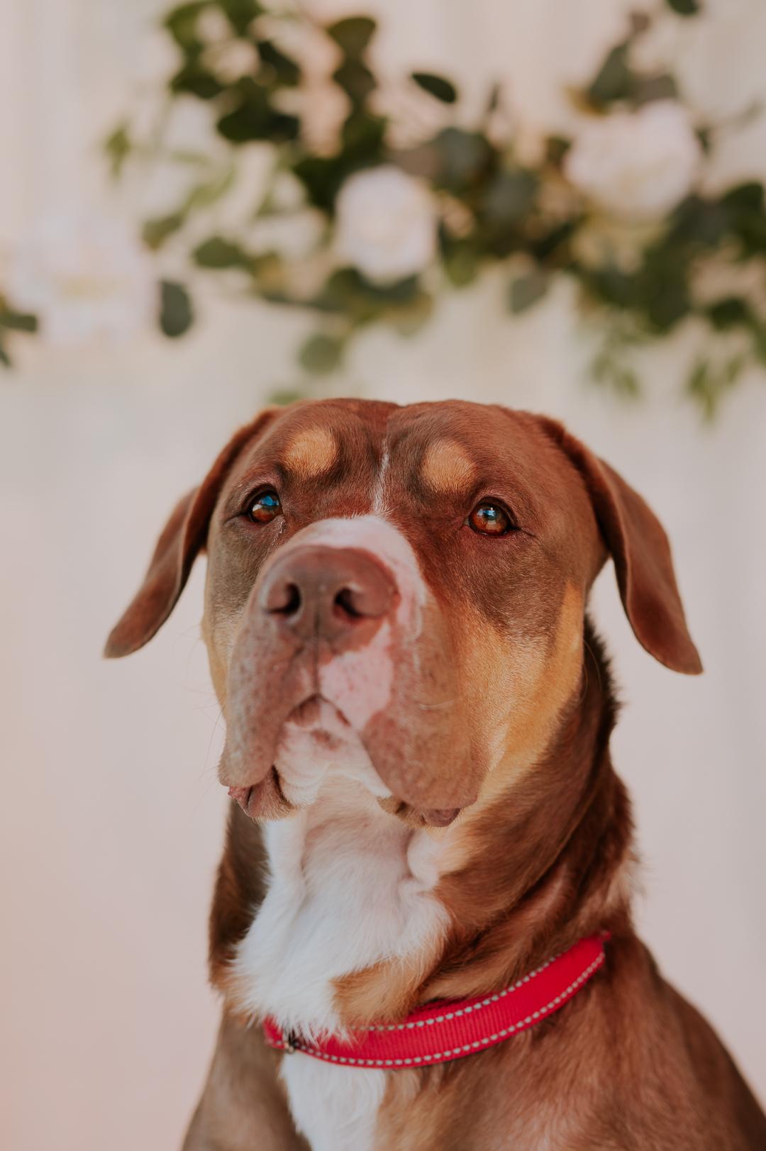 Enlarge Jeter, a Adoptable American Staffordshire Terrier in Marietta, GA image 4/4