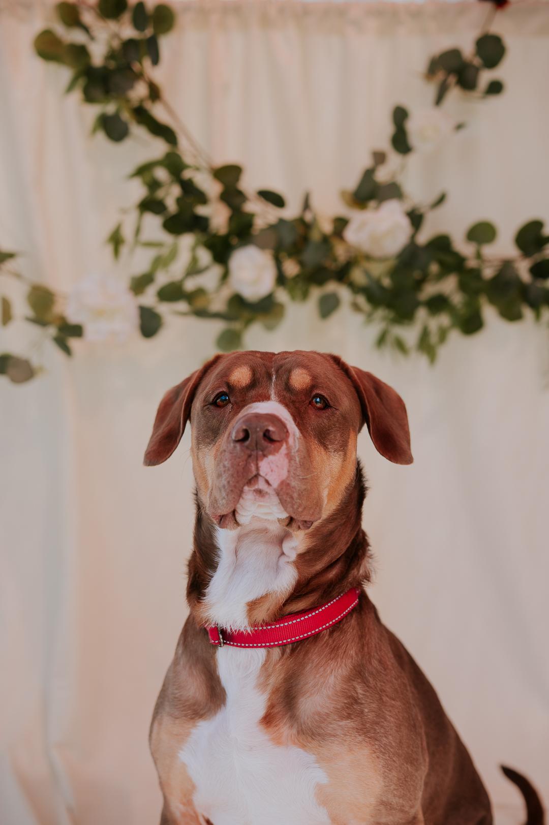 Enlarge Jeter, a Adoptable American Staffordshire Terrier in Marietta, GA image 3/4