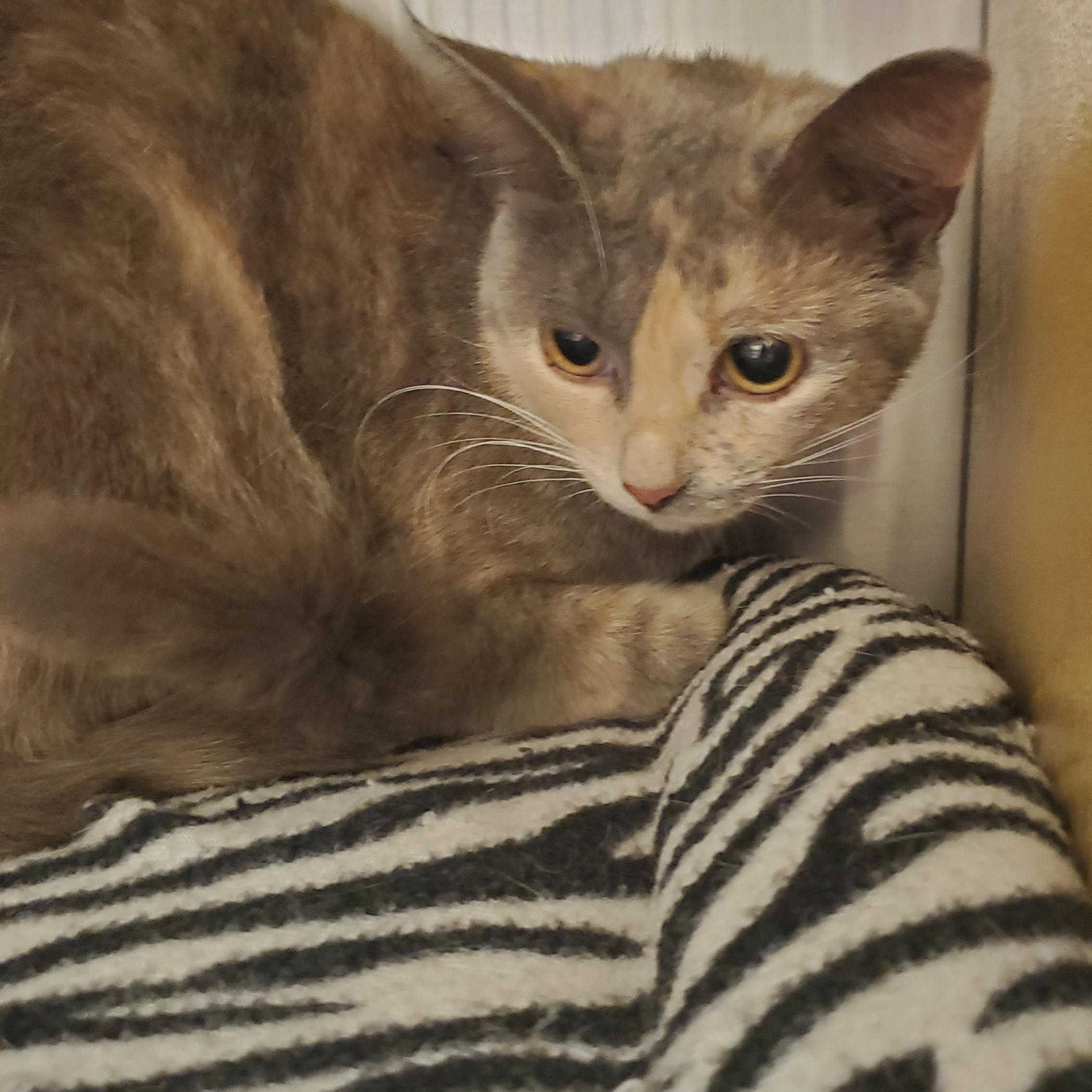 Tami, a ADOPTABLE Torbie in Muncie, IN image 1/2