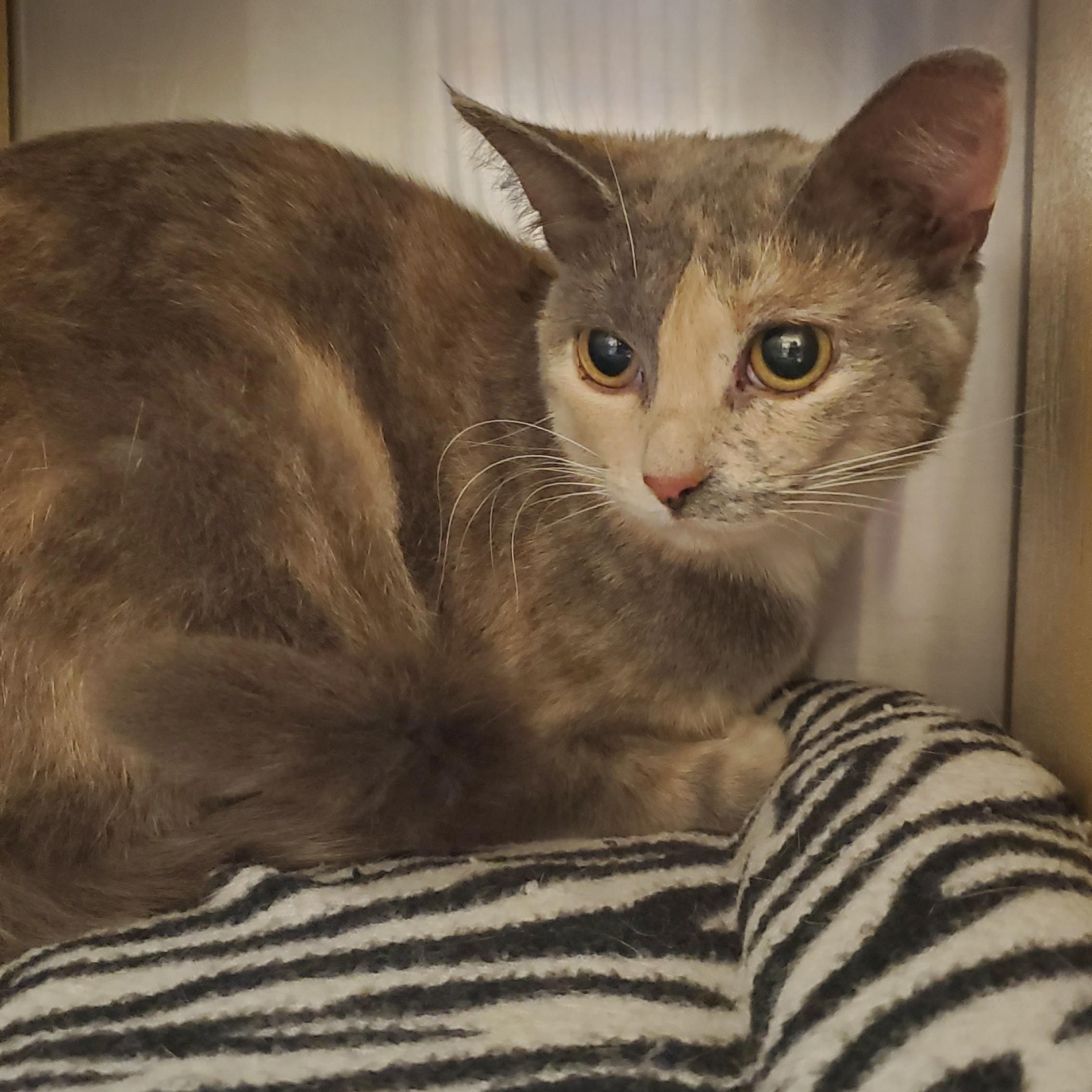 Tami, a ADOPTABLE Torbie in Muncie, IN image 2/2