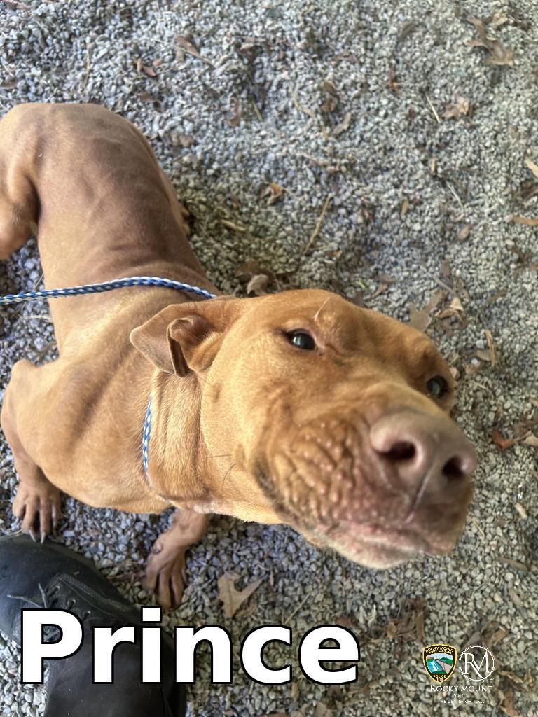 Enlarge Prince, a Adoptable Pit Bull Terrier in Rocky Mount, NC image 1/3