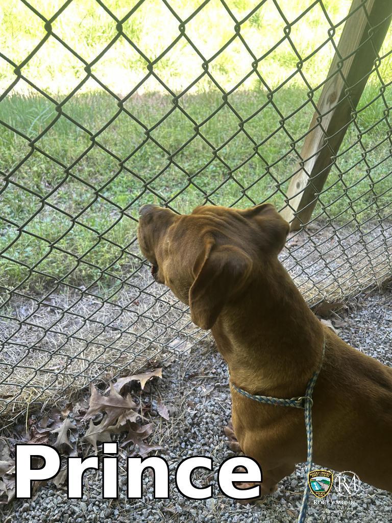 Enlarge Prince, a Adoptable Pit Bull Terrier in Rocky Mount, NC image 2/3