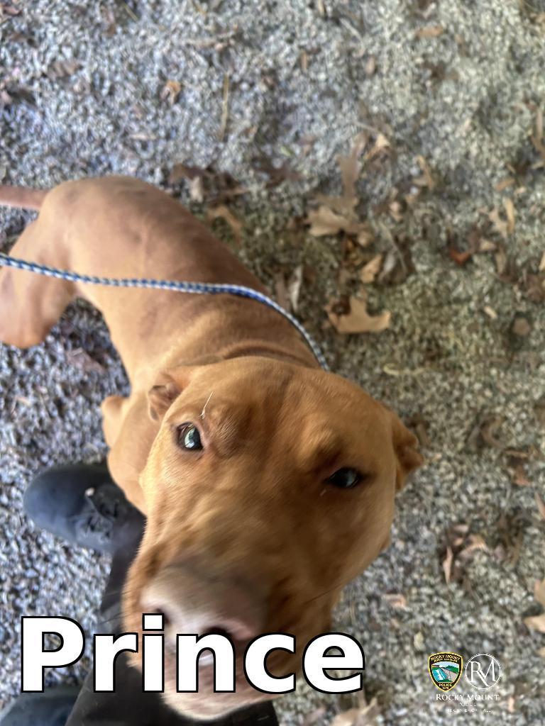 Enlarge Prince, a Adoptable Pit Bull Terrier in Rocky Mount, NC image 3/3