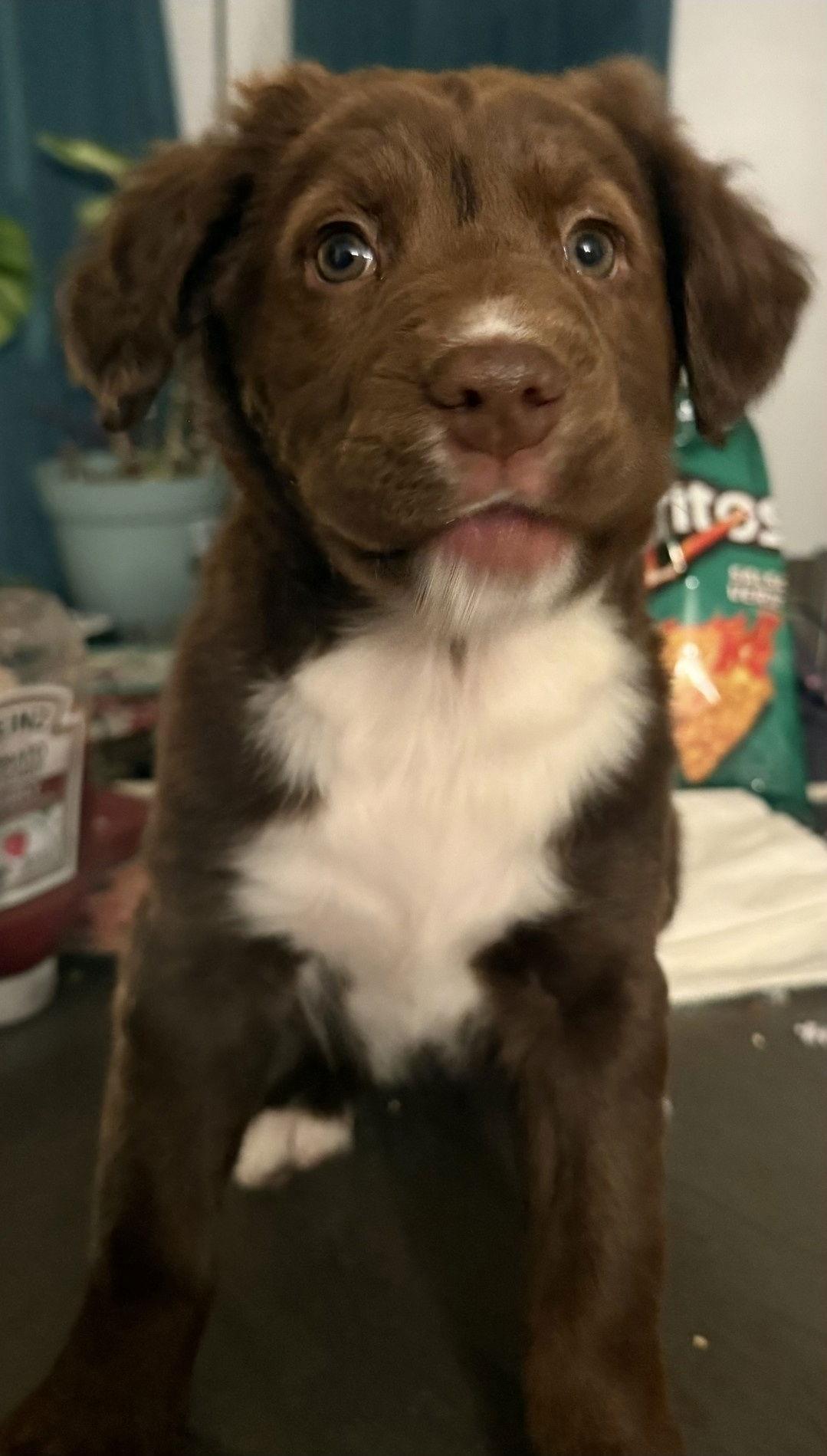 Brooklyn, Adoptable, Puppy Female Labrador Retriever.