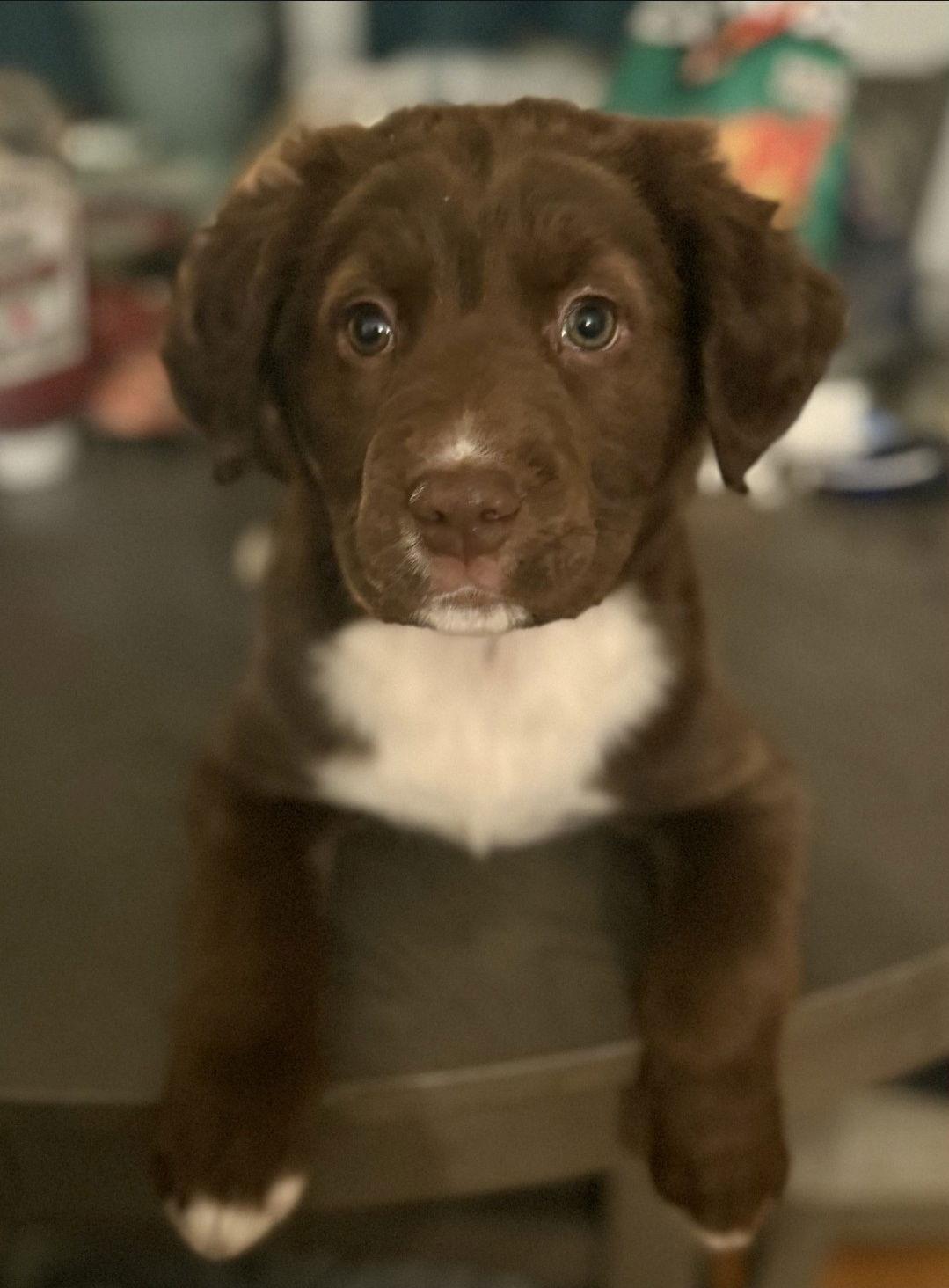 Enlarge Brooklyn, a Adoptable Labrador Retriever in Hillside, IL image 3/3