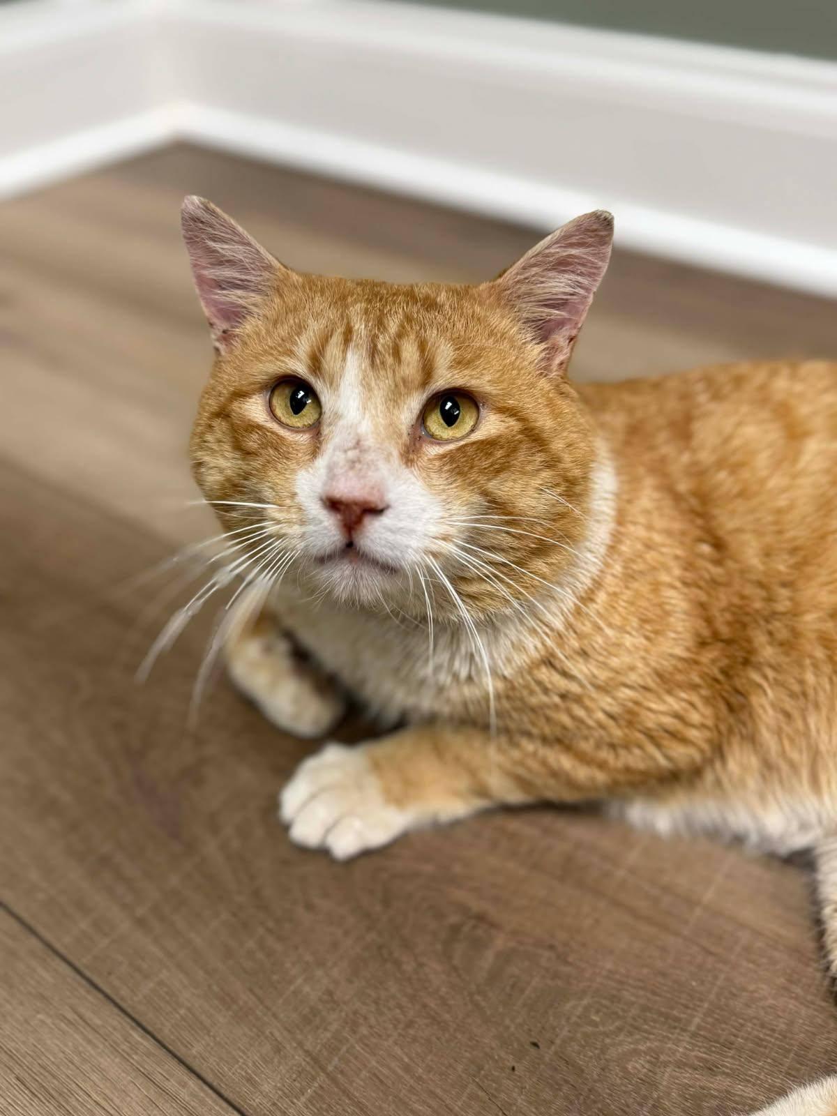 Enlarge Turbo, a Adoptable Domestic Short Hair in Delran, NJ image 2/2