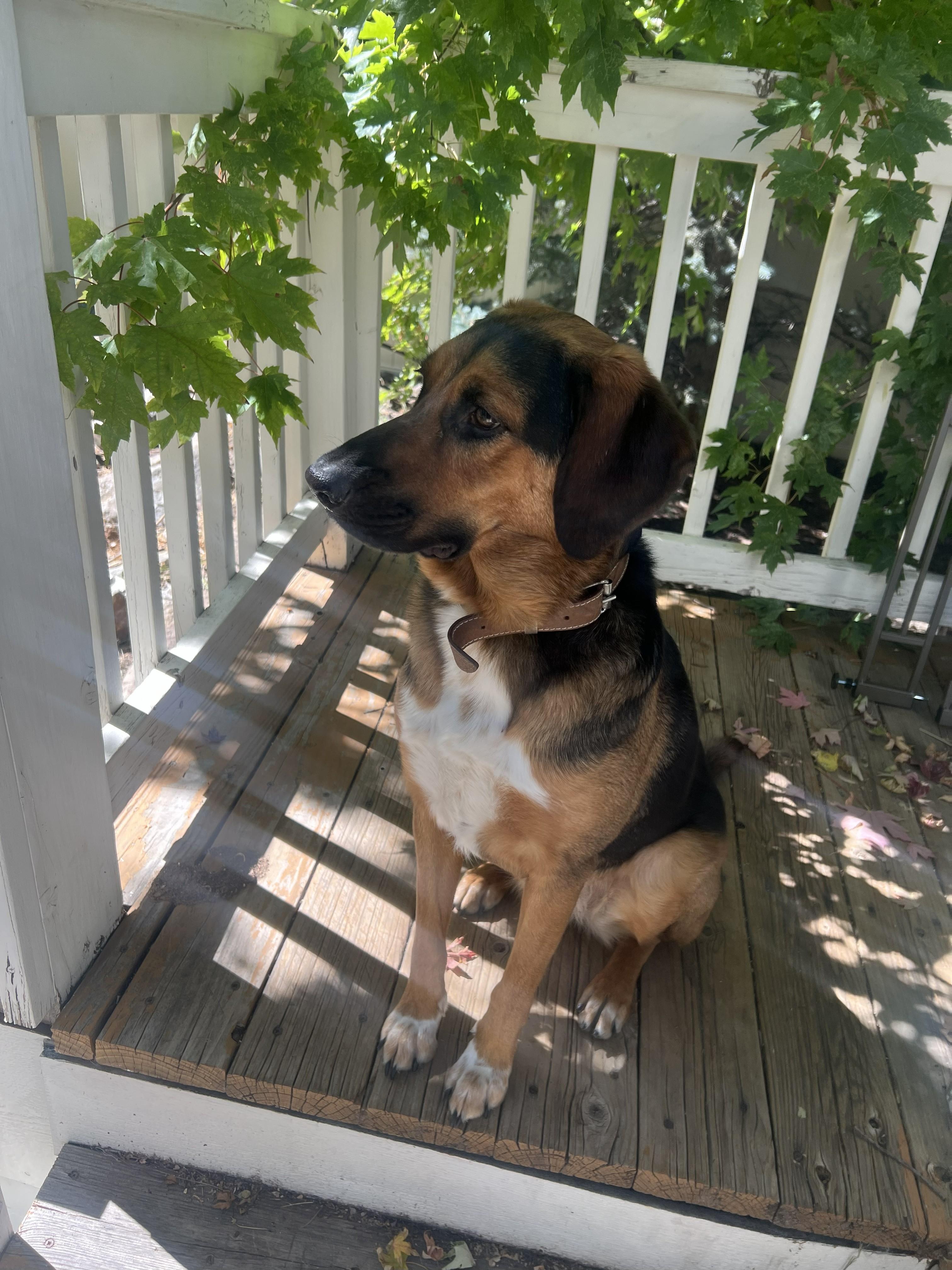 Sidney, a Adoptable mixed breed in Boulder, CO image 3/6