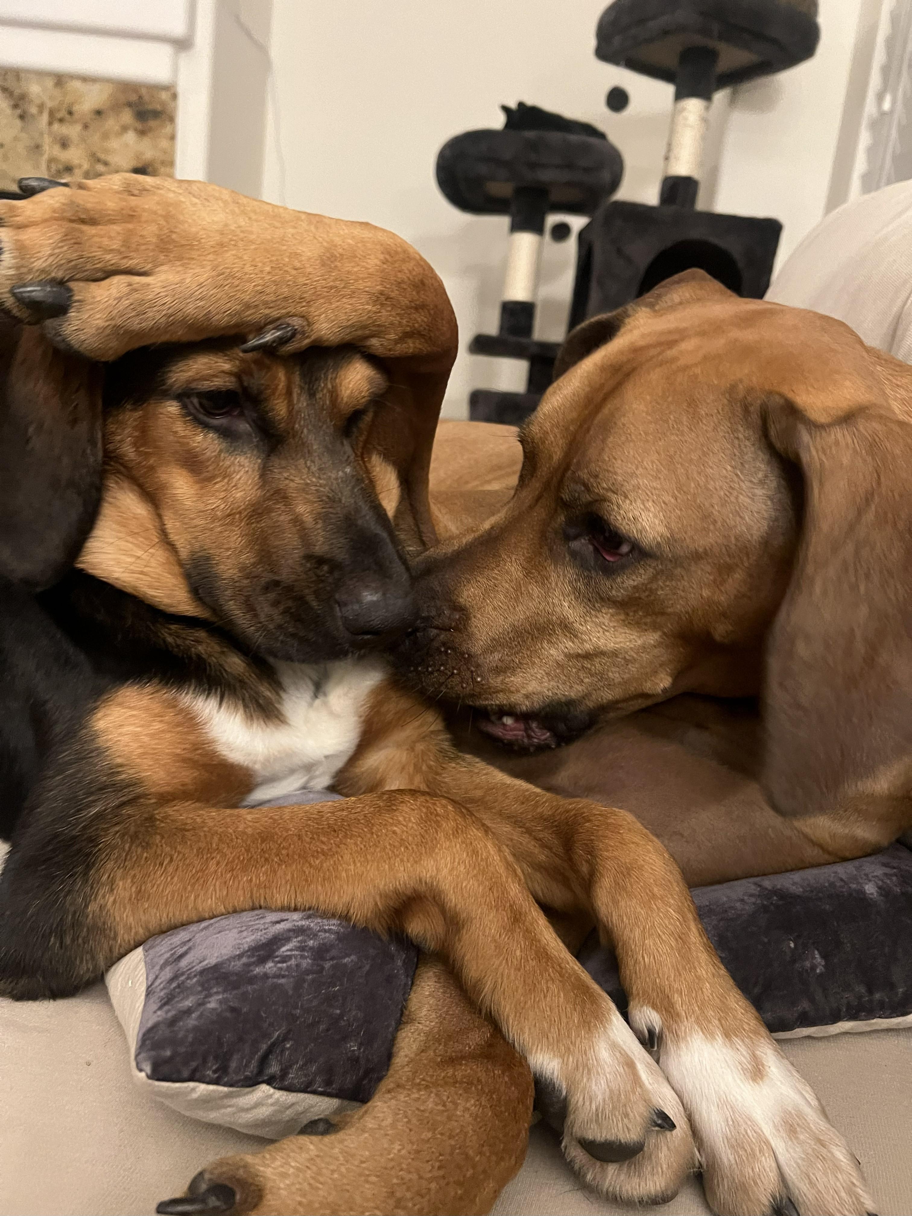 Sidney, a Adoptable mixed breed in Boulder, CO image 6/6