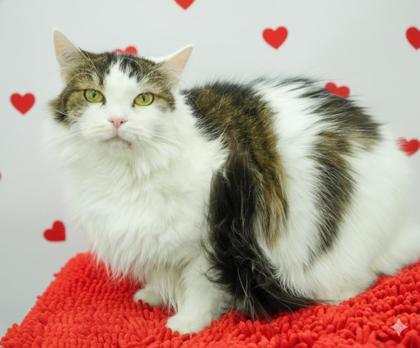 Enlarge Daisy(Bonded w/ Lyla), a Adoptable mixed breed in Bowling Green, KY image 1/1