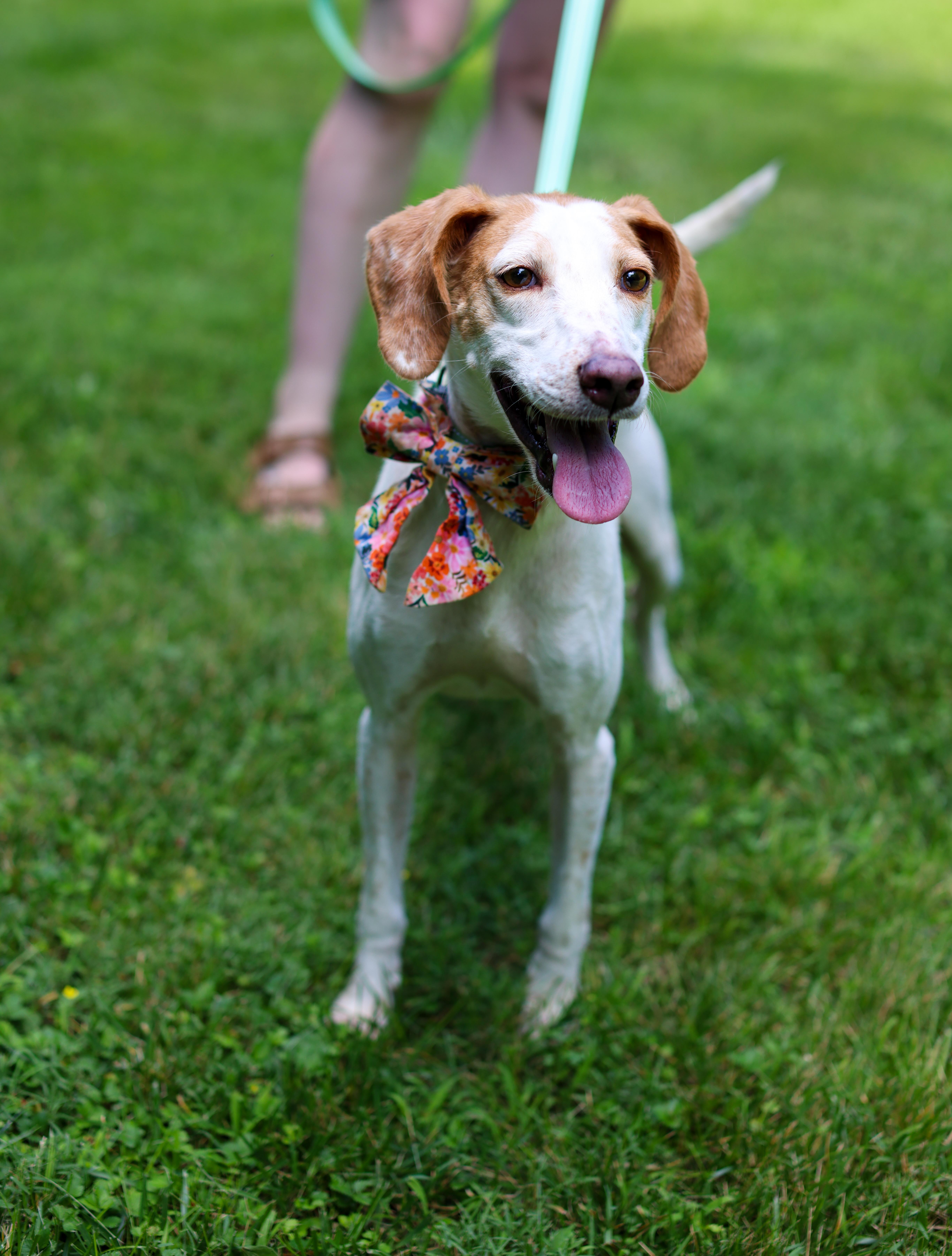 Keena, Adoptable, Adult Female Terrier.