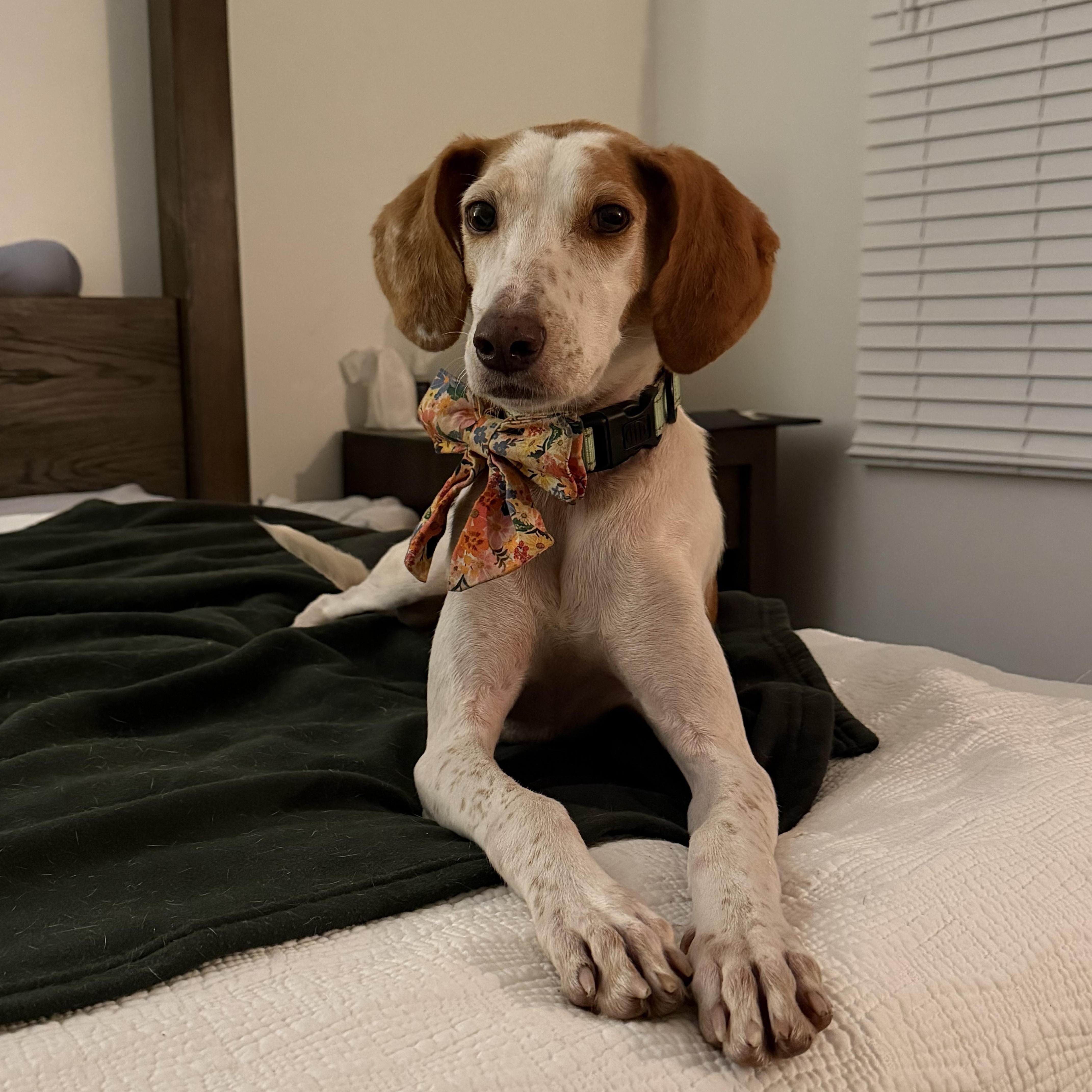 Enlarge Keena, a Adoptable mixed breed in Cornelius, NC image 2/4